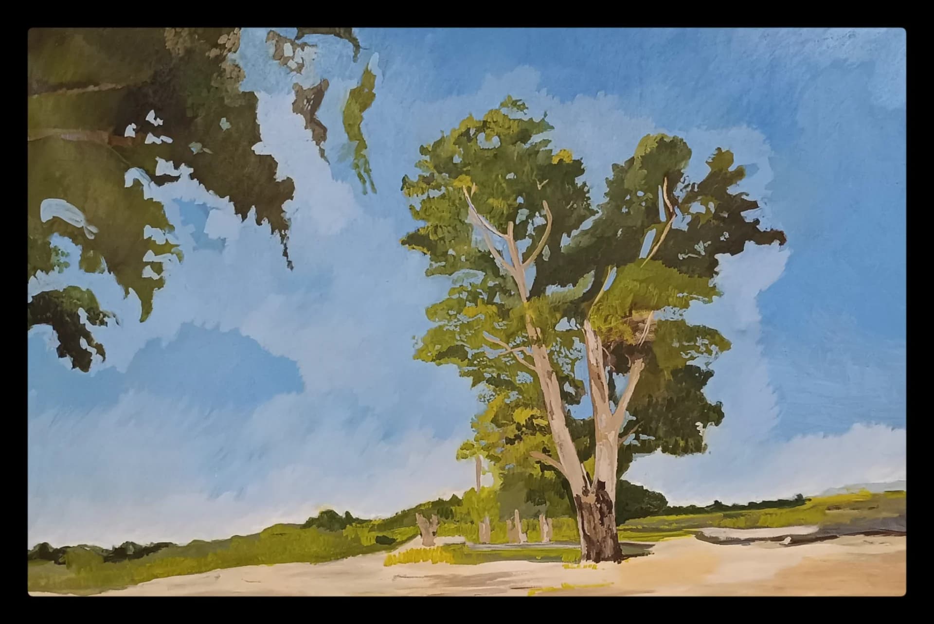 Og Eucalyptus
