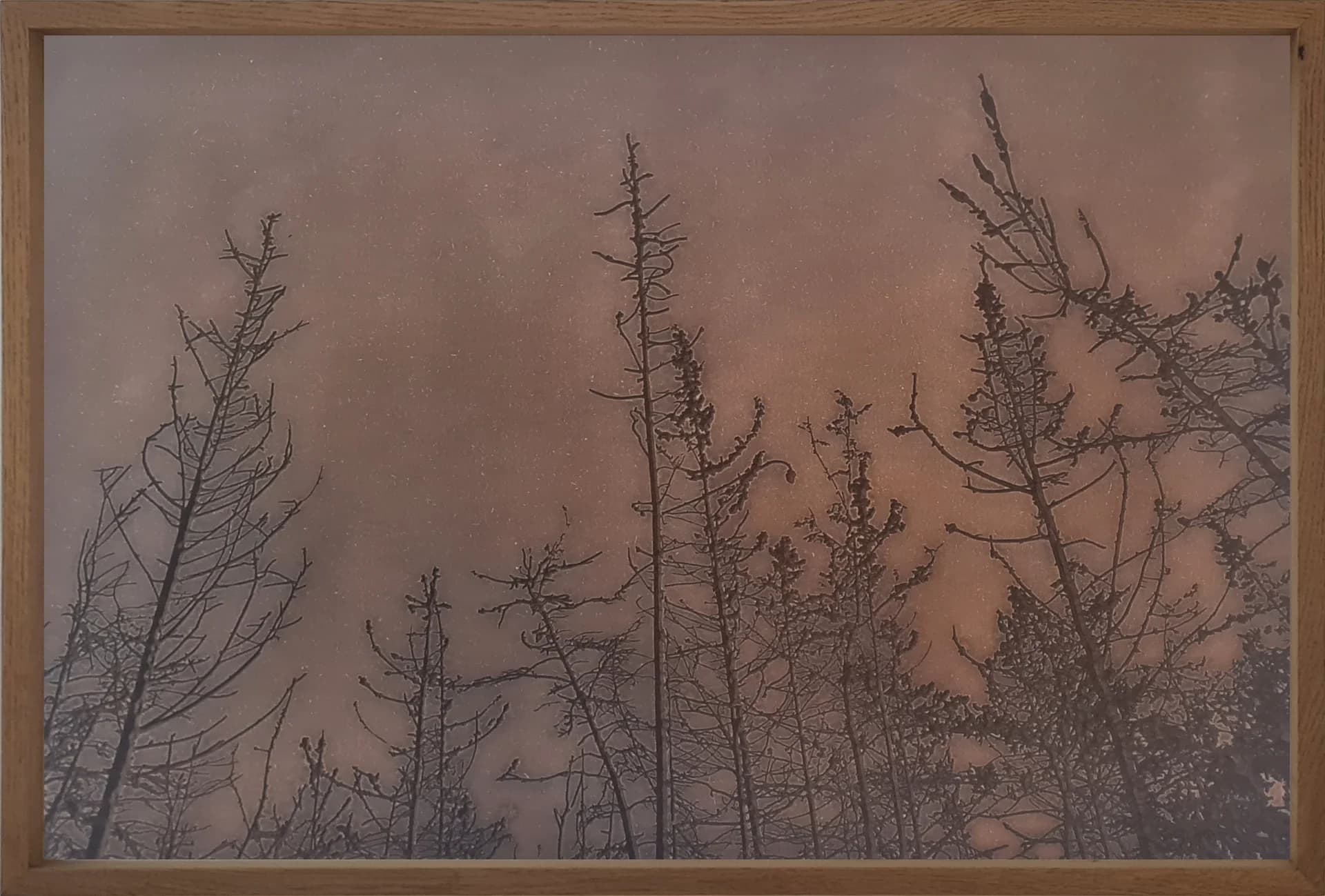 park canada forest