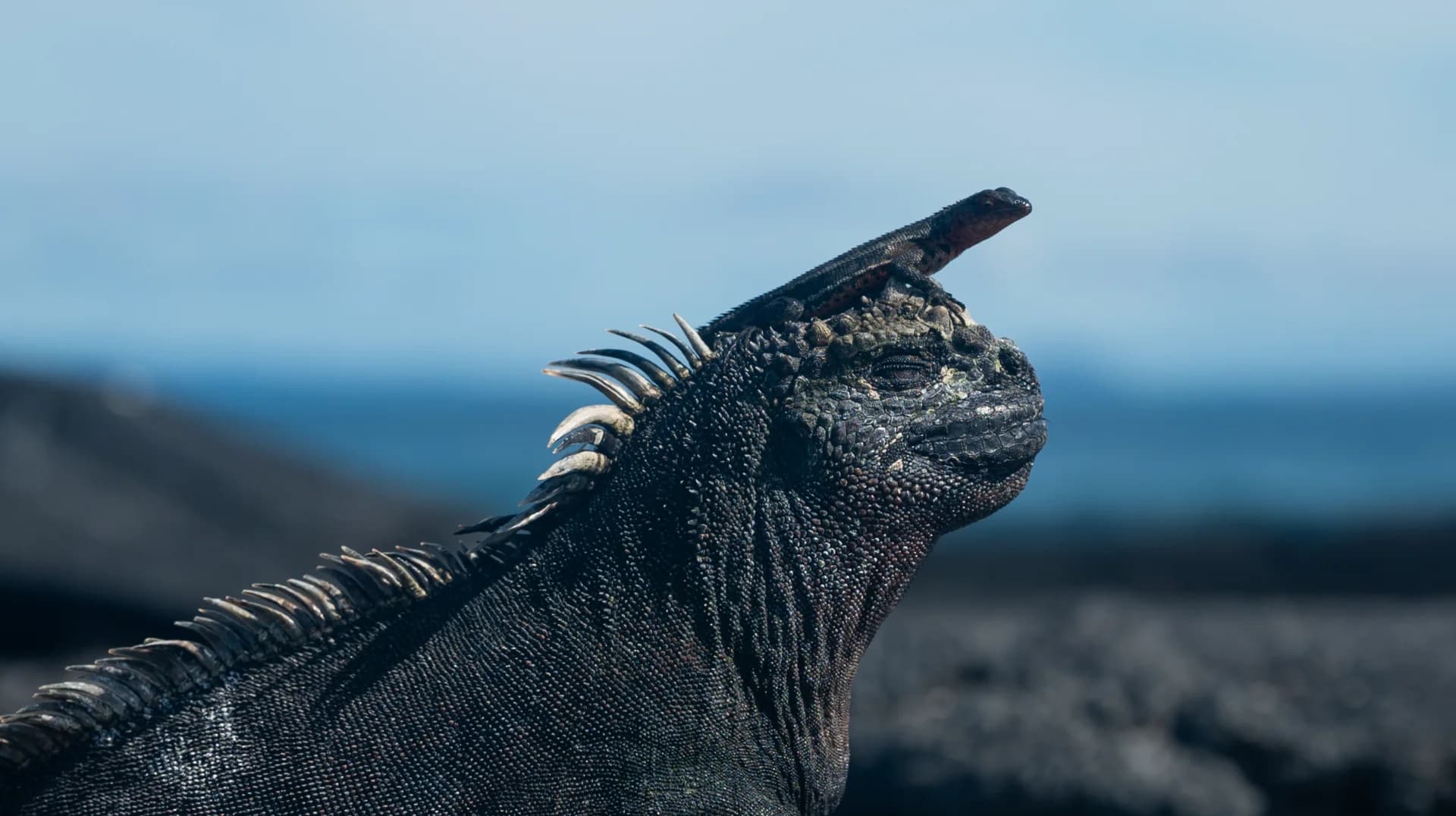 על ראש האיגואנה...