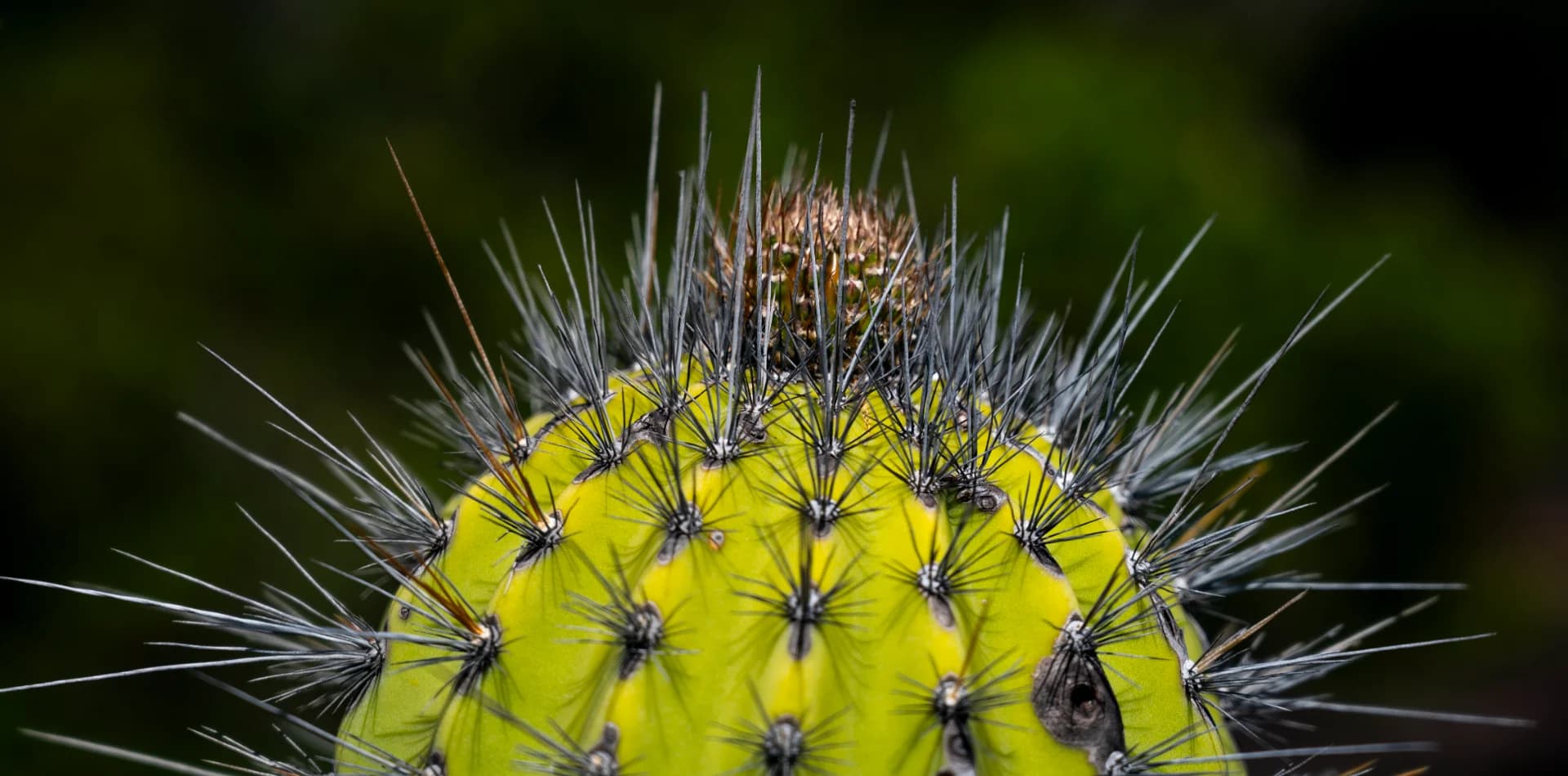 Thorns