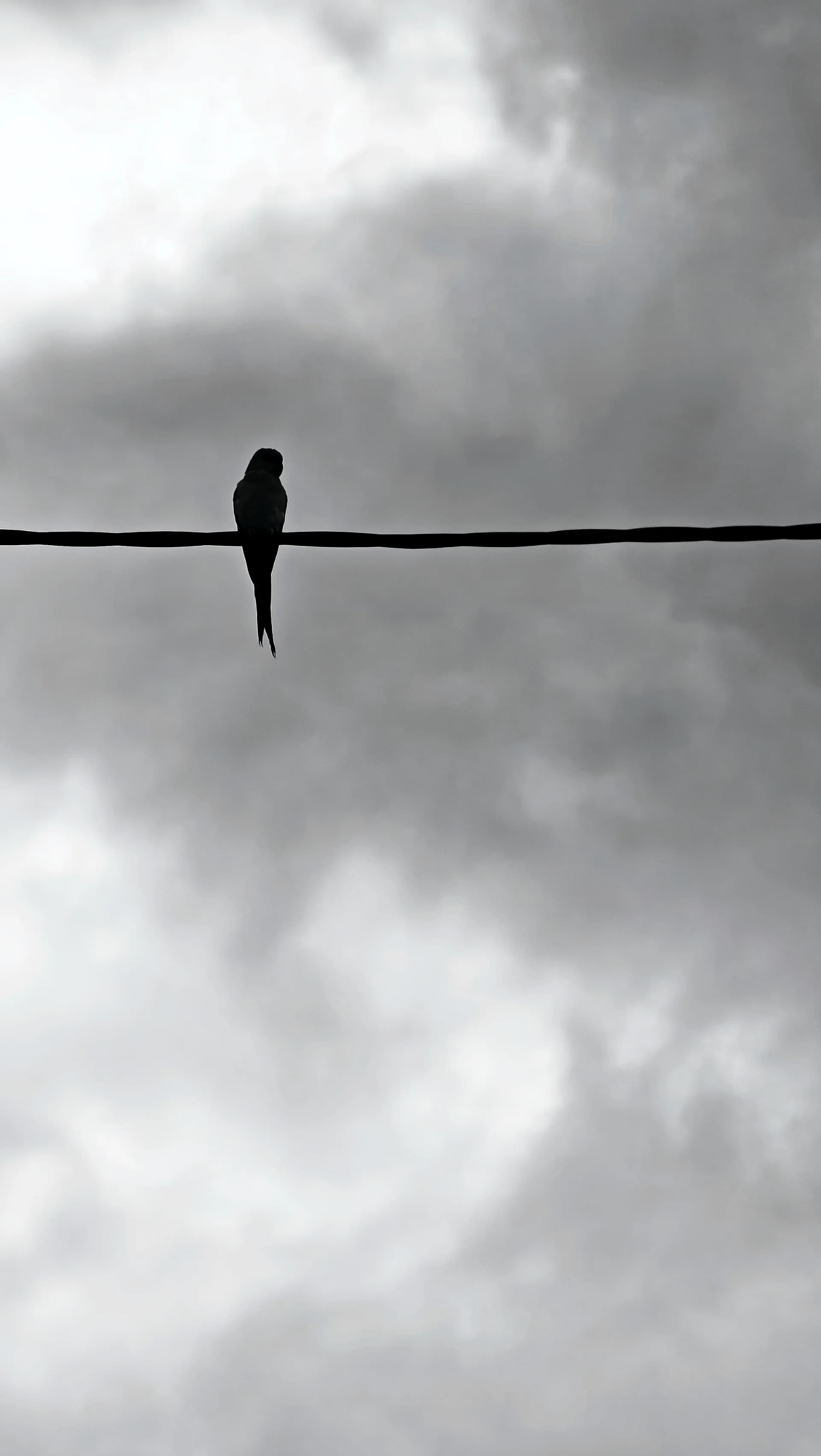 Bird on a wire