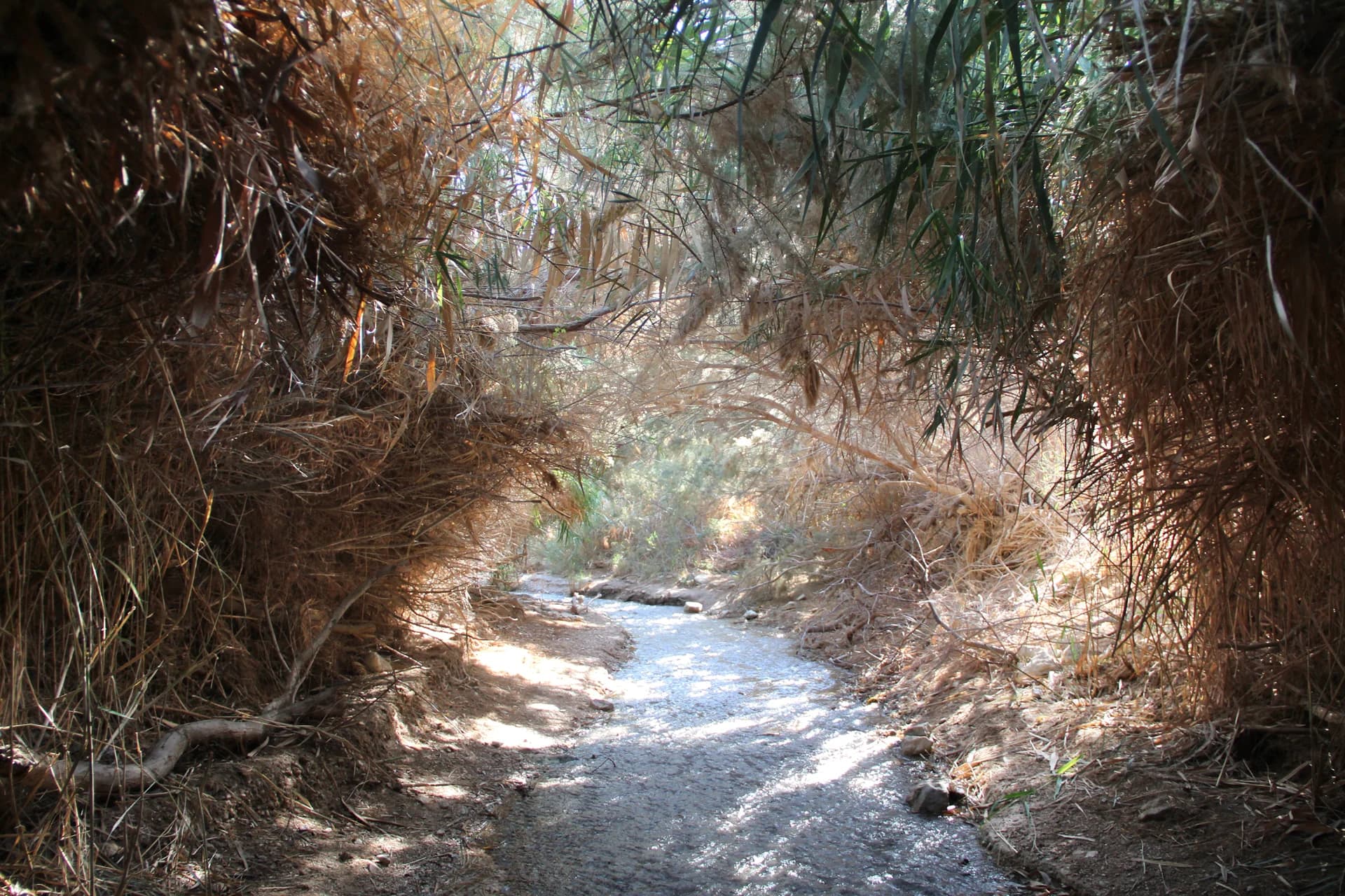 The Secret Oasis