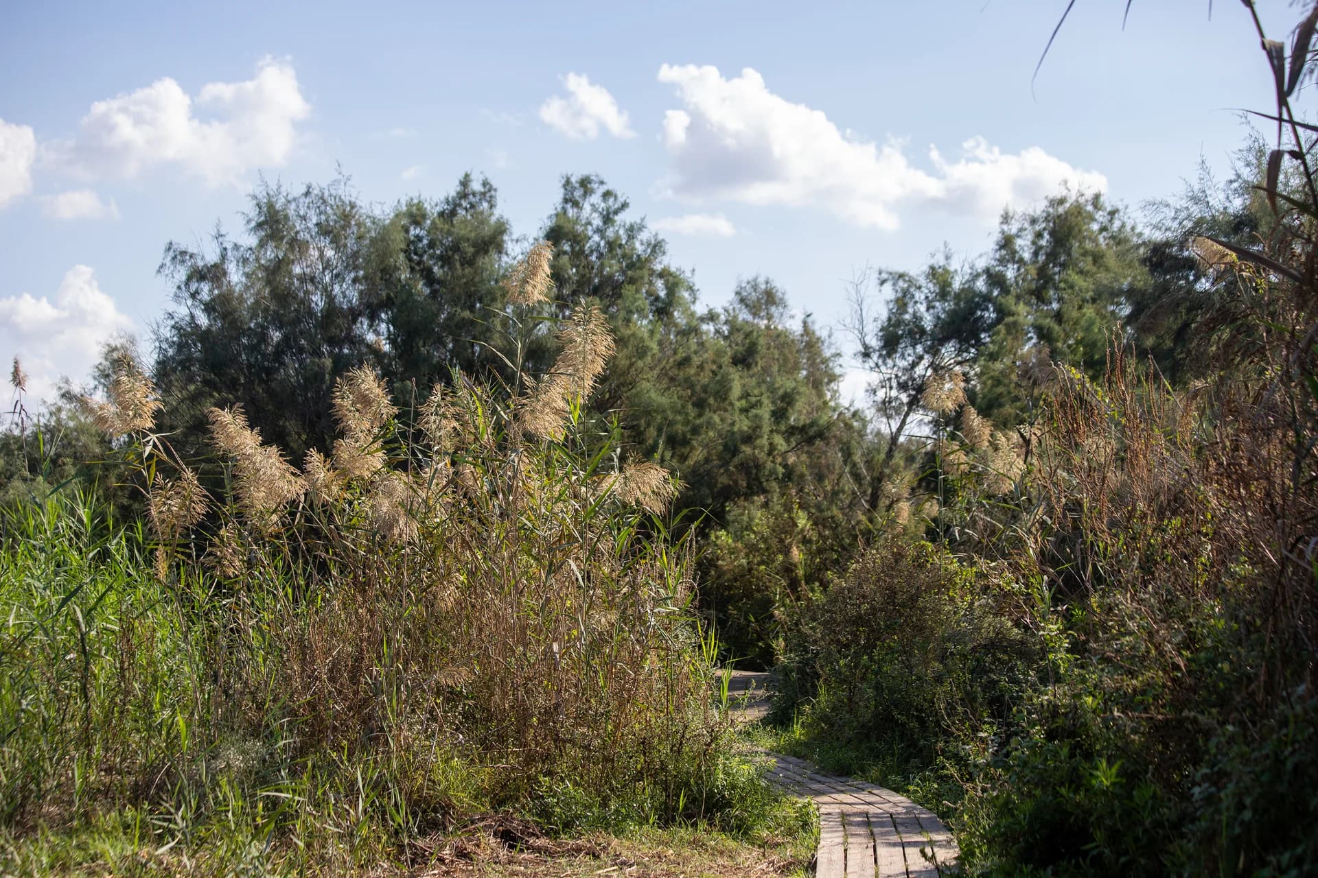 Path Through the Reserve