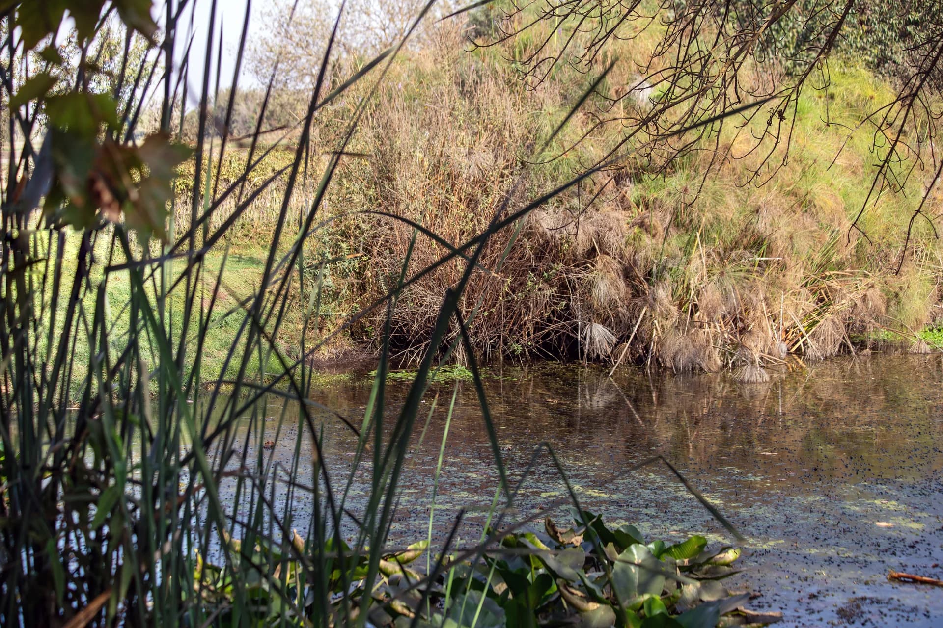 Silent Reflection