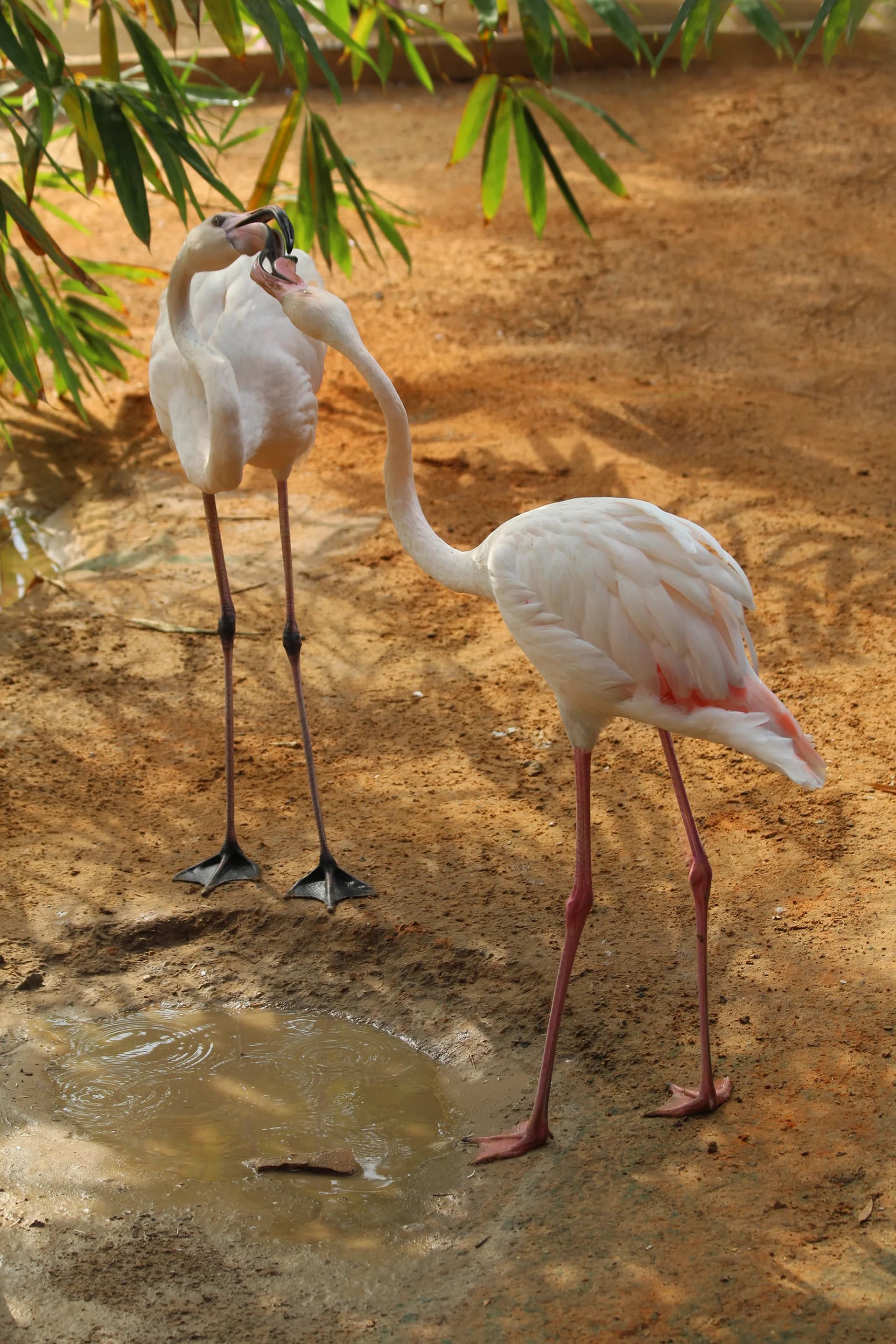 Long-Necked Duet