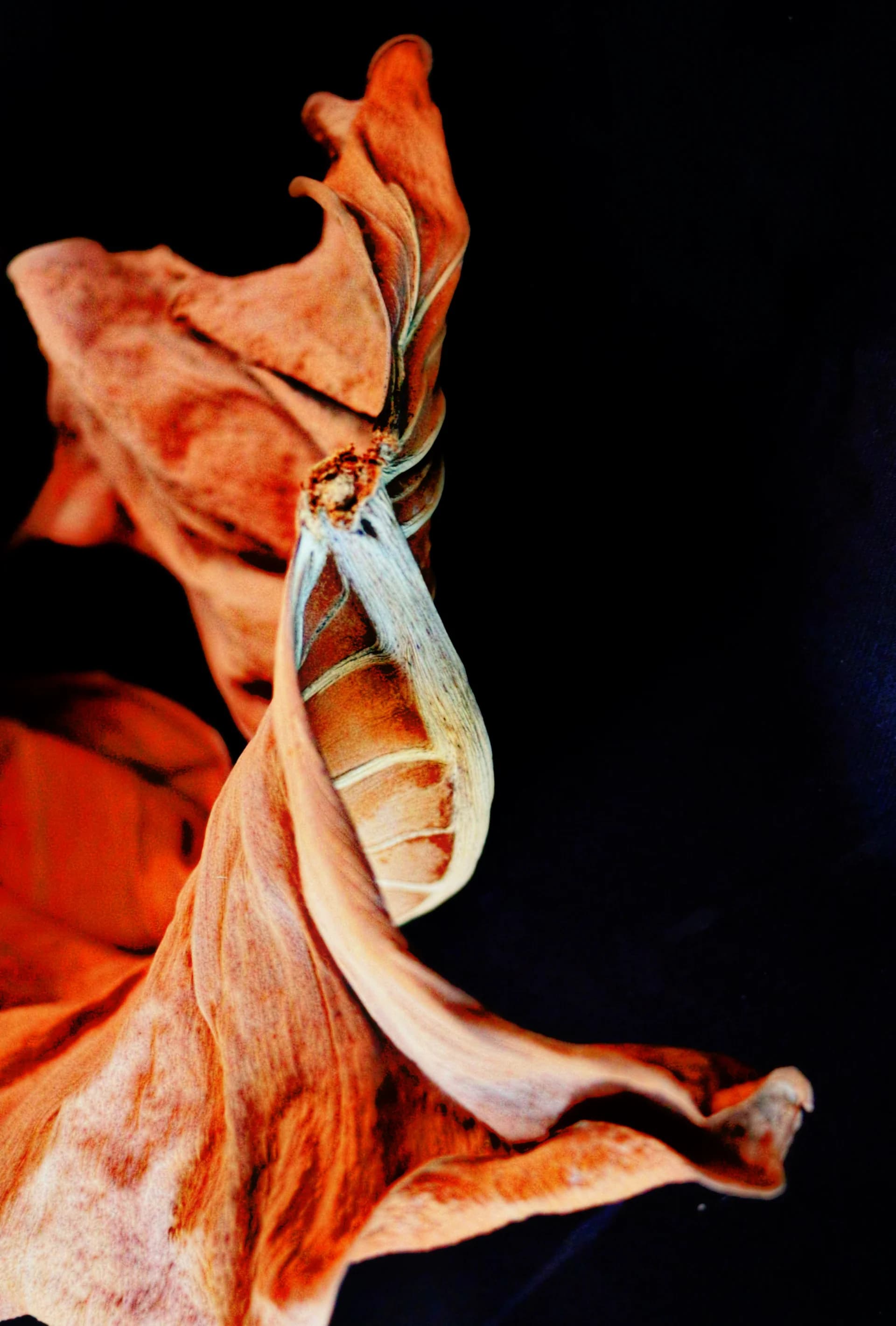 Flamenco Dancer