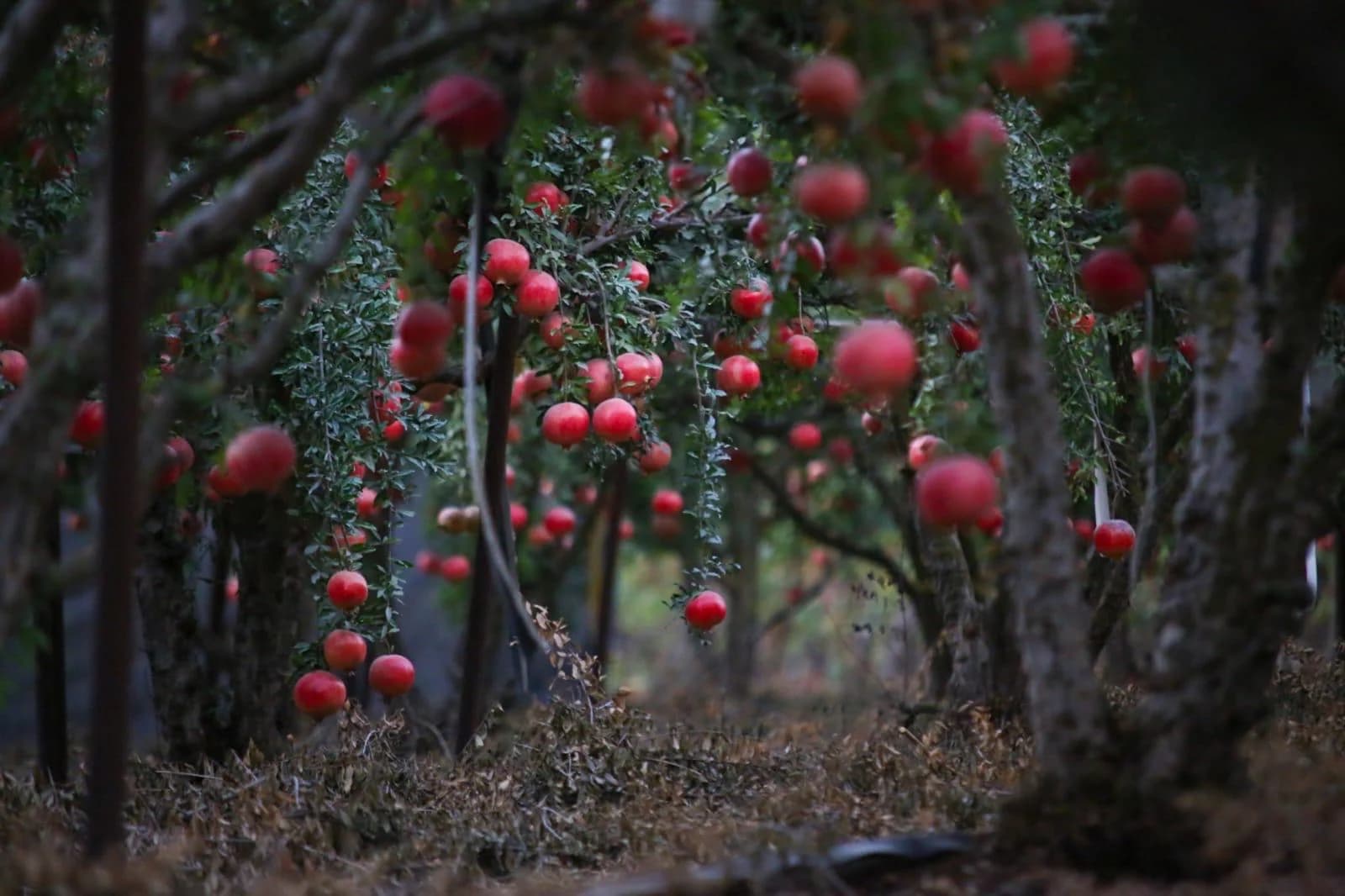 Arched pomegranates