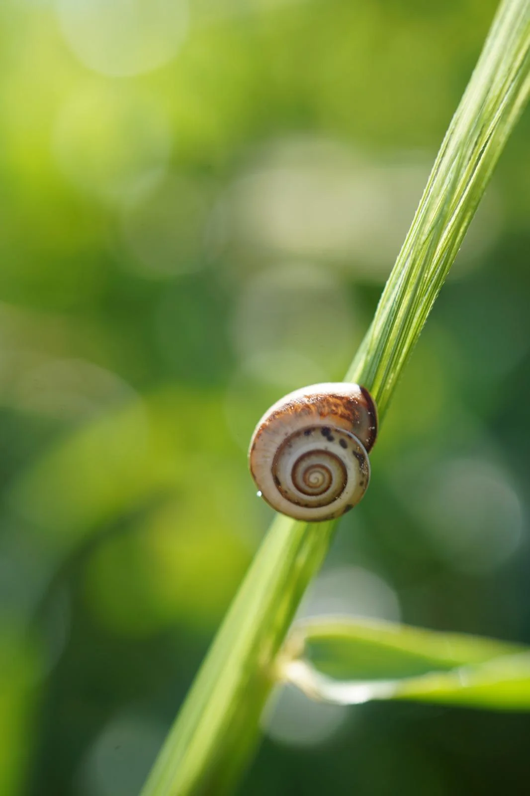 חילזון בשמש