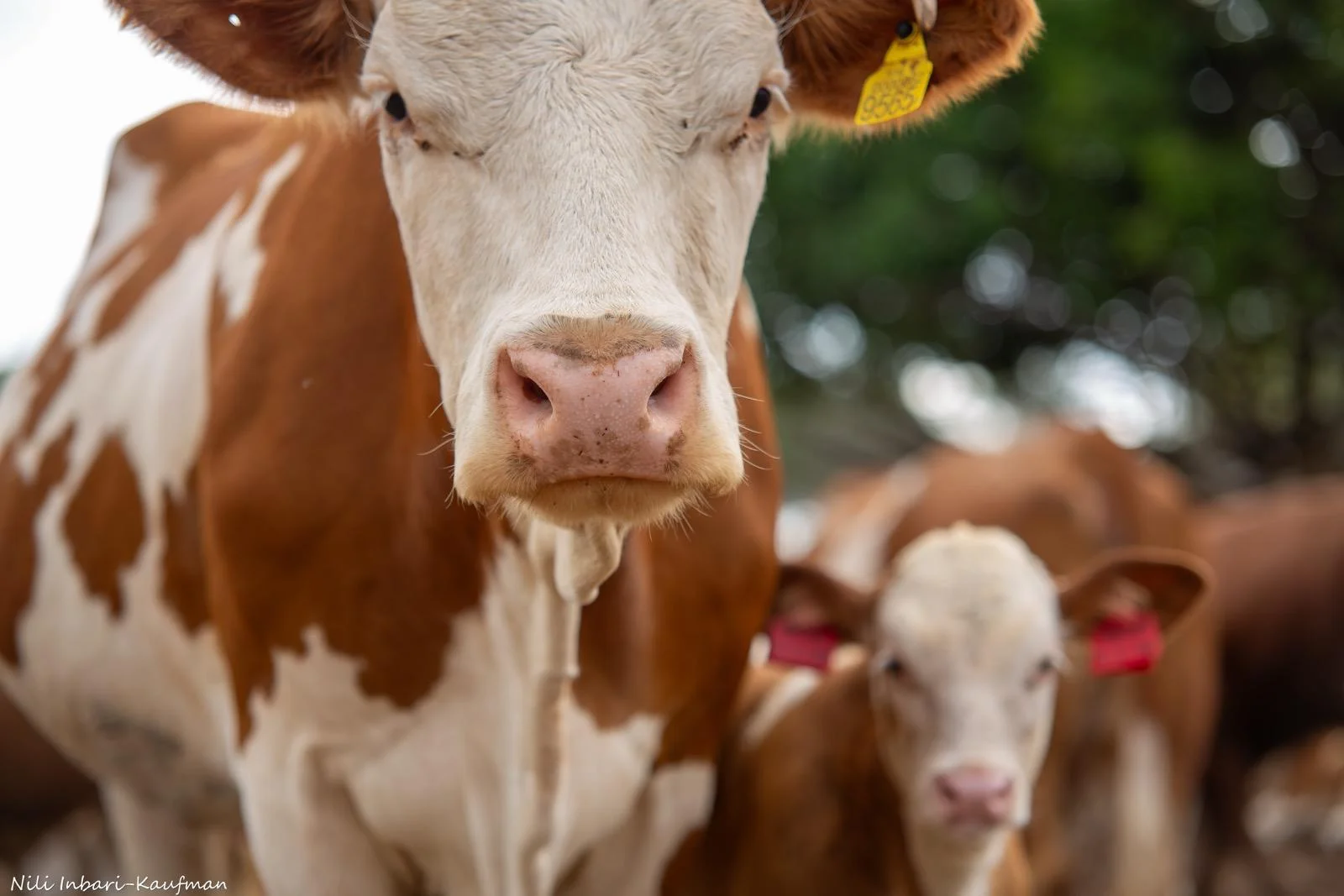 Cows watching