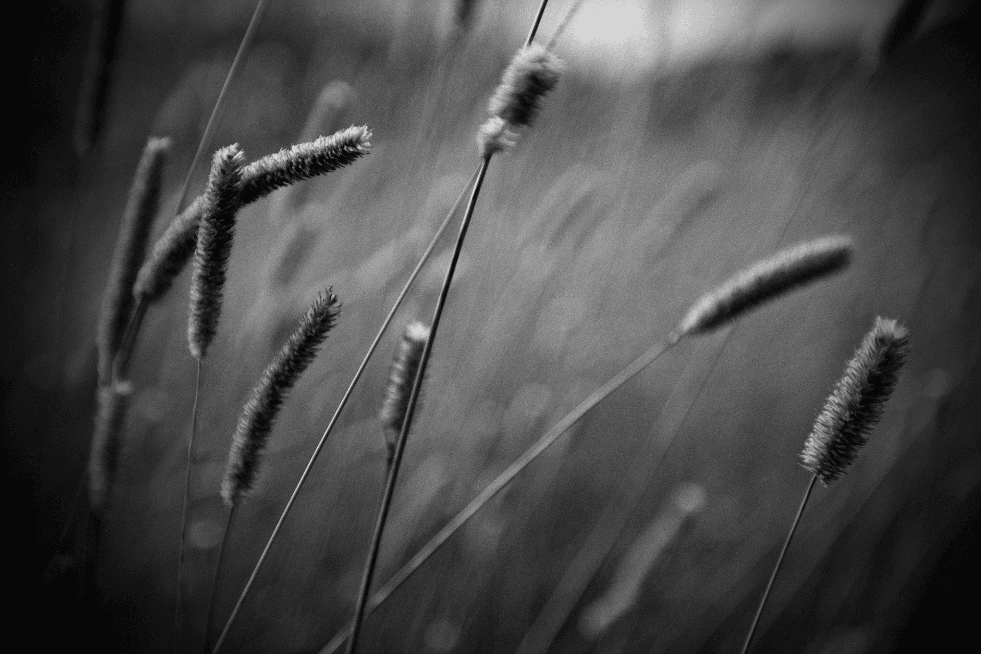 את תלכי בשדה