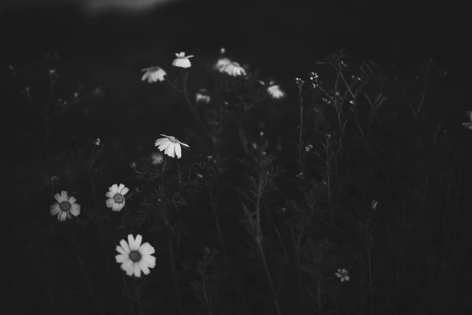 ืคืจืืื ืฆืืืืื