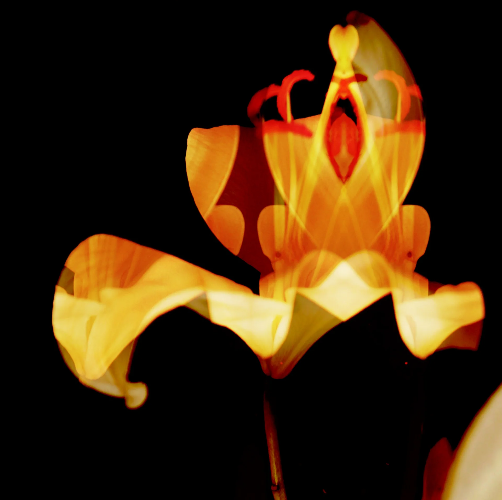 Shines from within