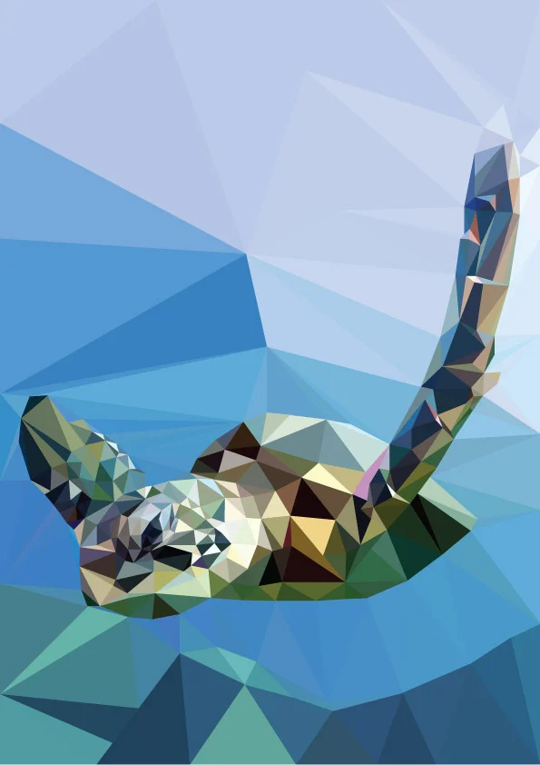 Sea turtle