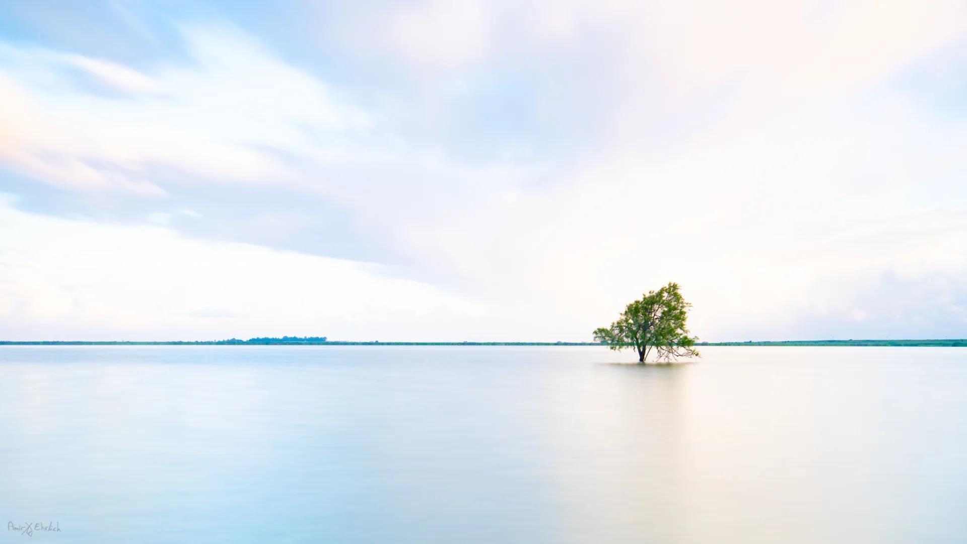 Lone tree