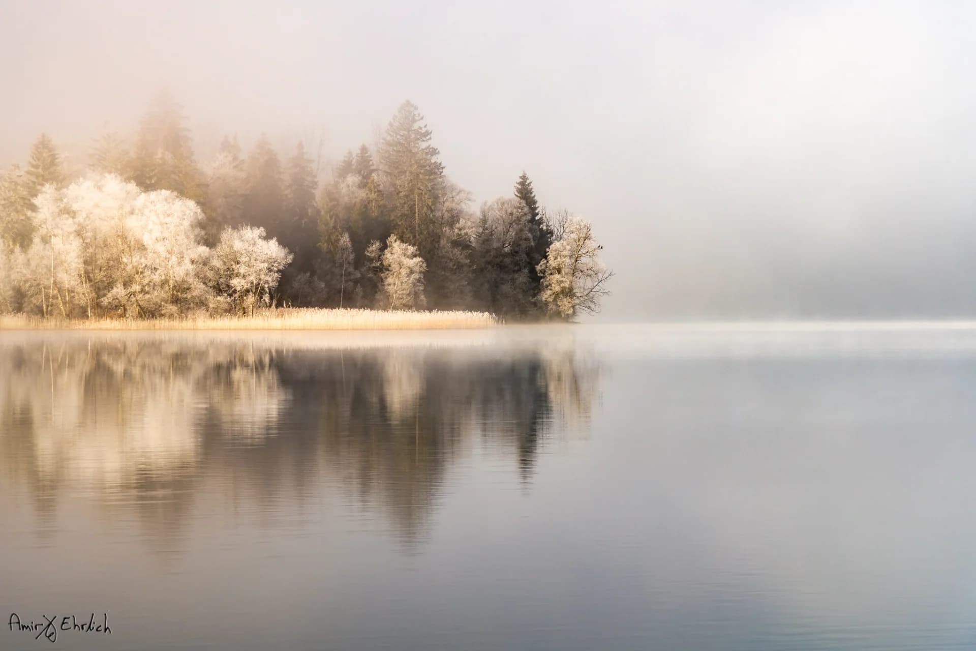 Trees in the mist
