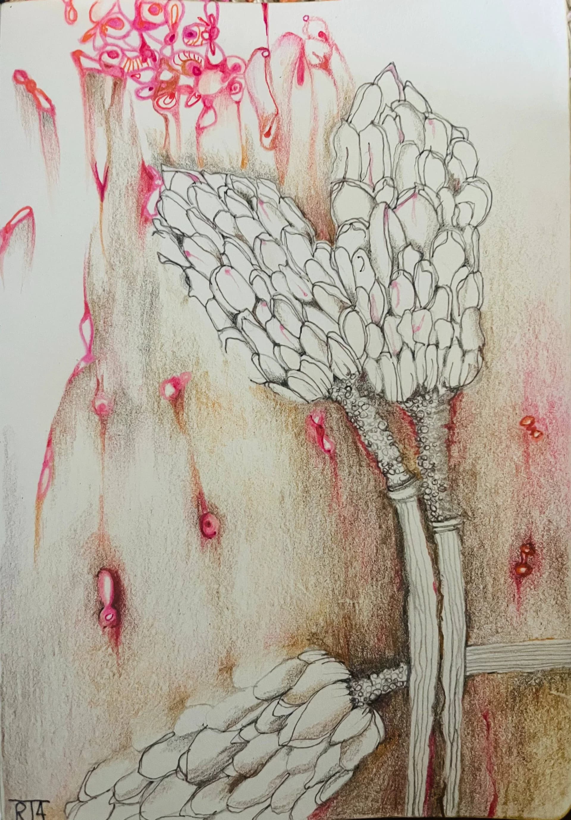 ืืจืขืื