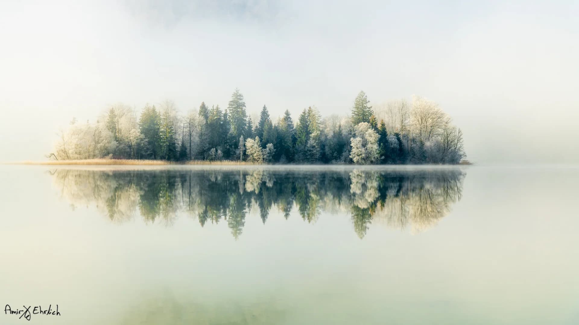 Mirrored trees (colored version)
