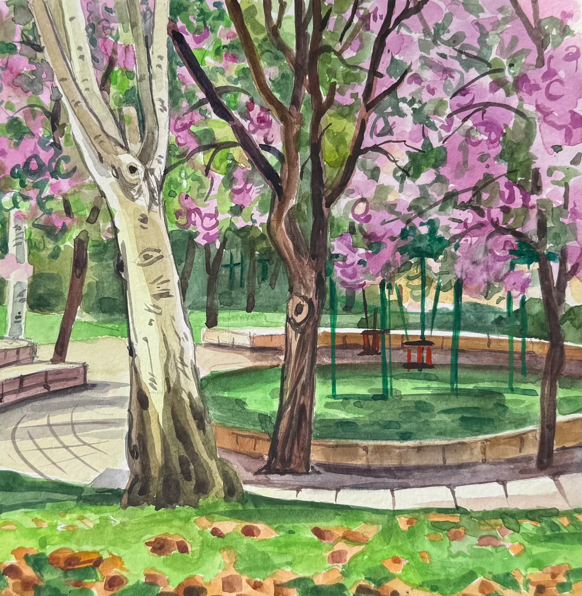 Orchid Tree Blossom in the Park