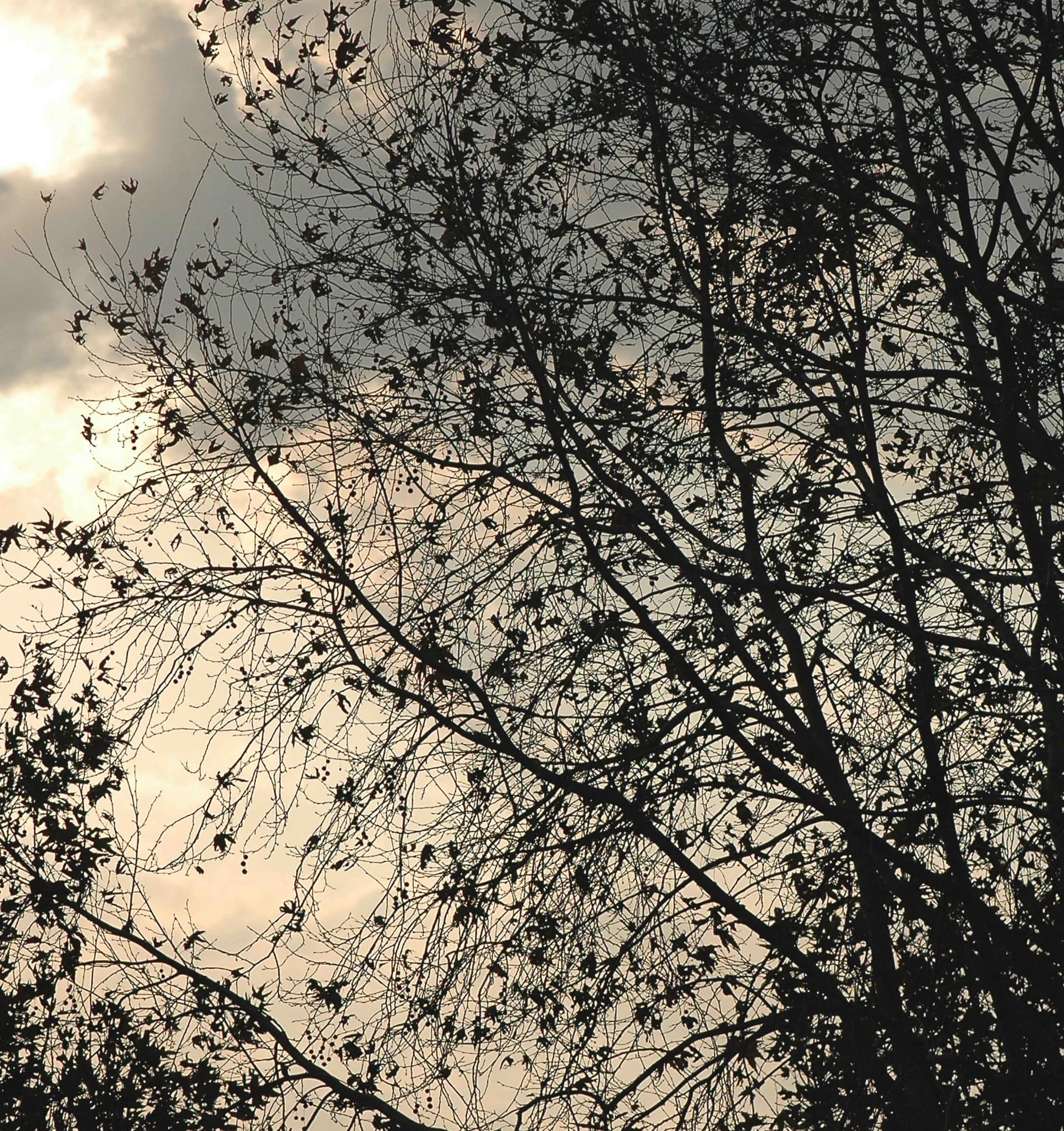 tree in hula lake