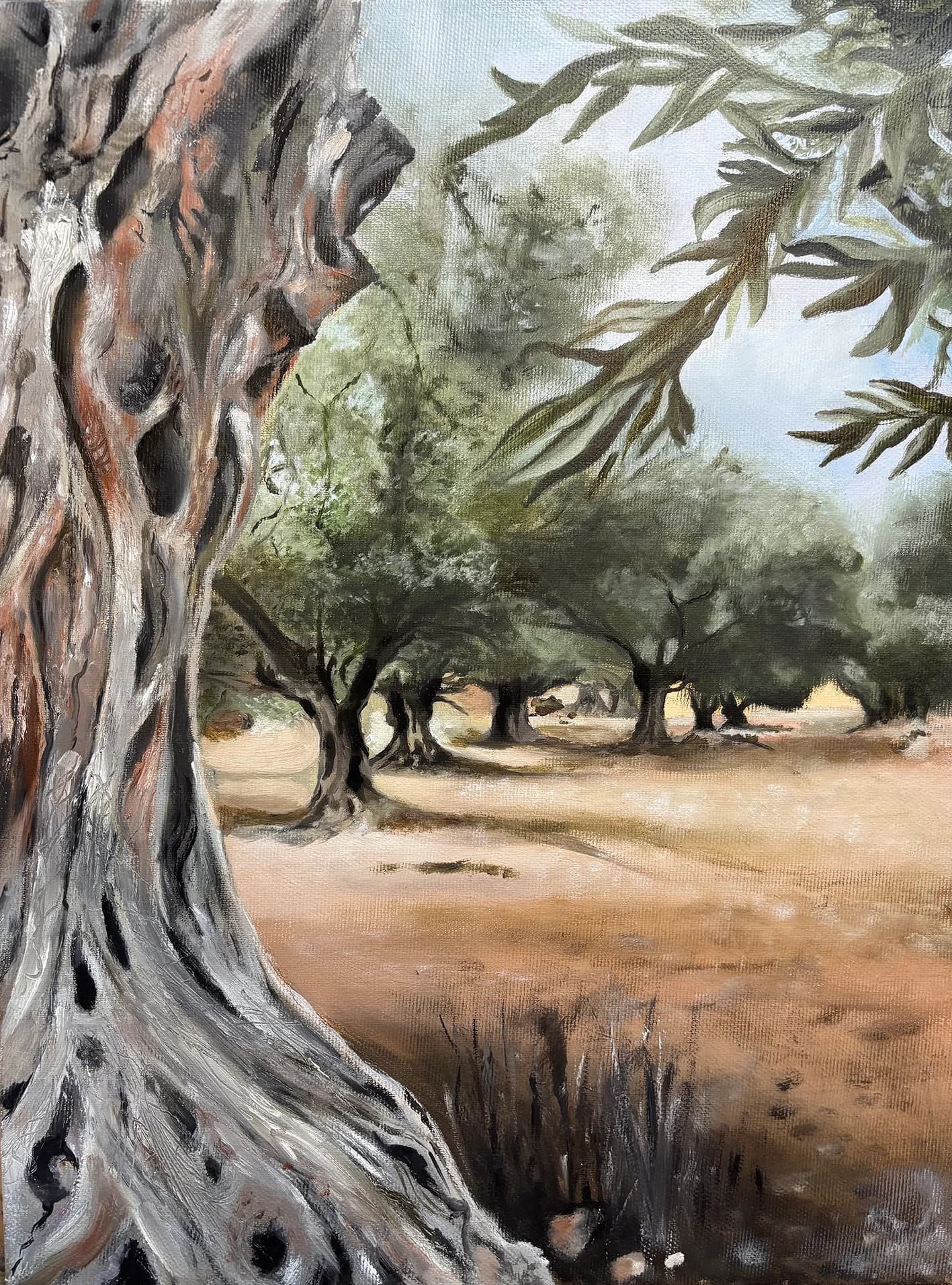 מטע זיתים - תל חדיד