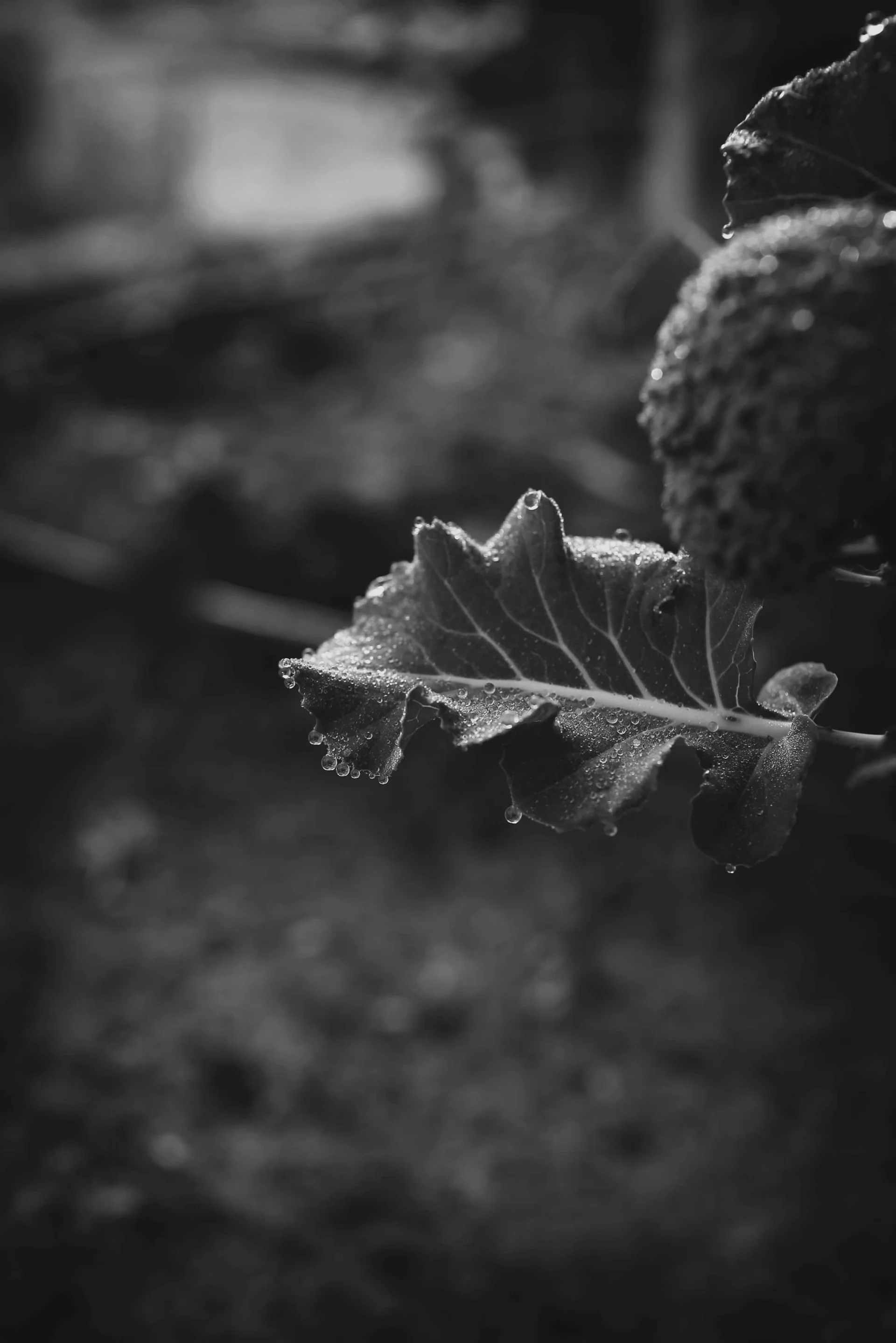 טיפות של טל