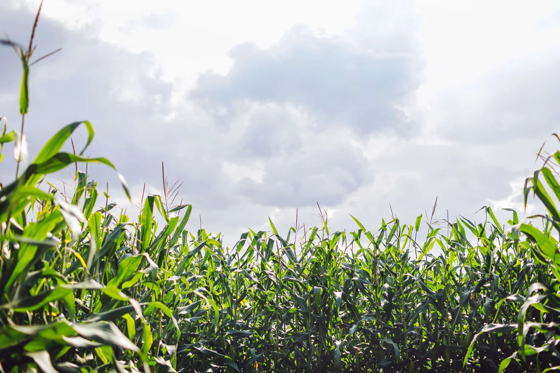שדה של תירס