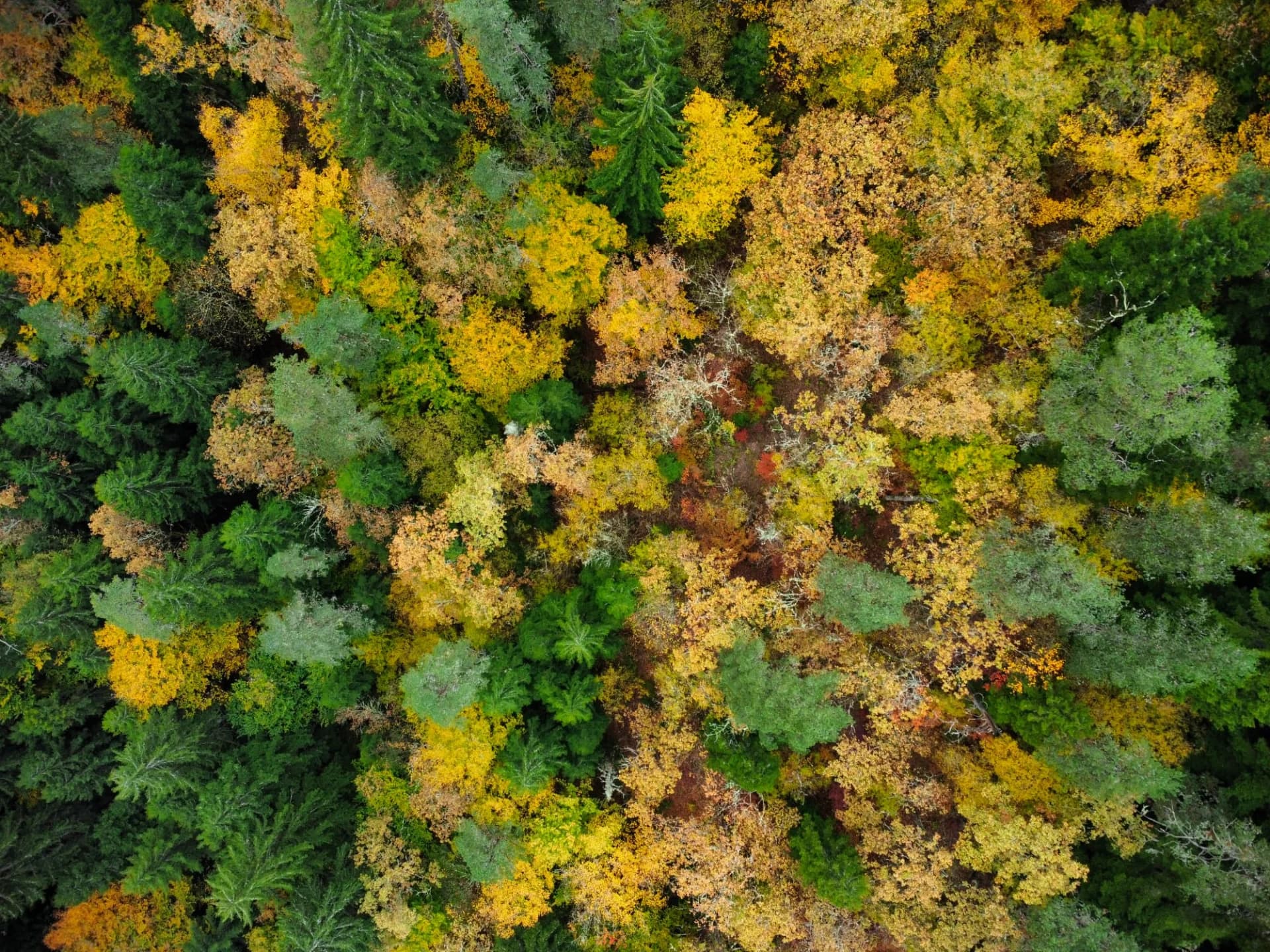 Autumn Mosaic