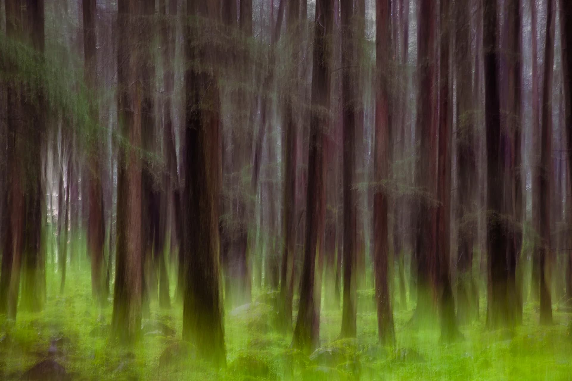 Green in Forest