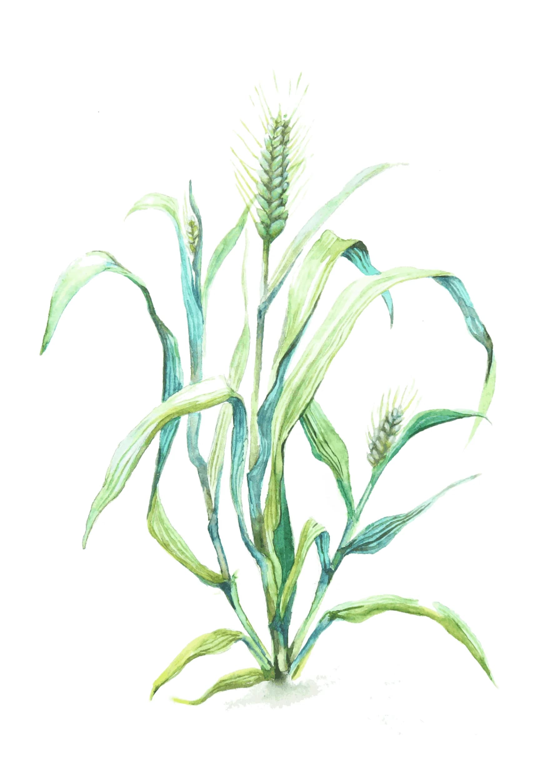 Early wheat