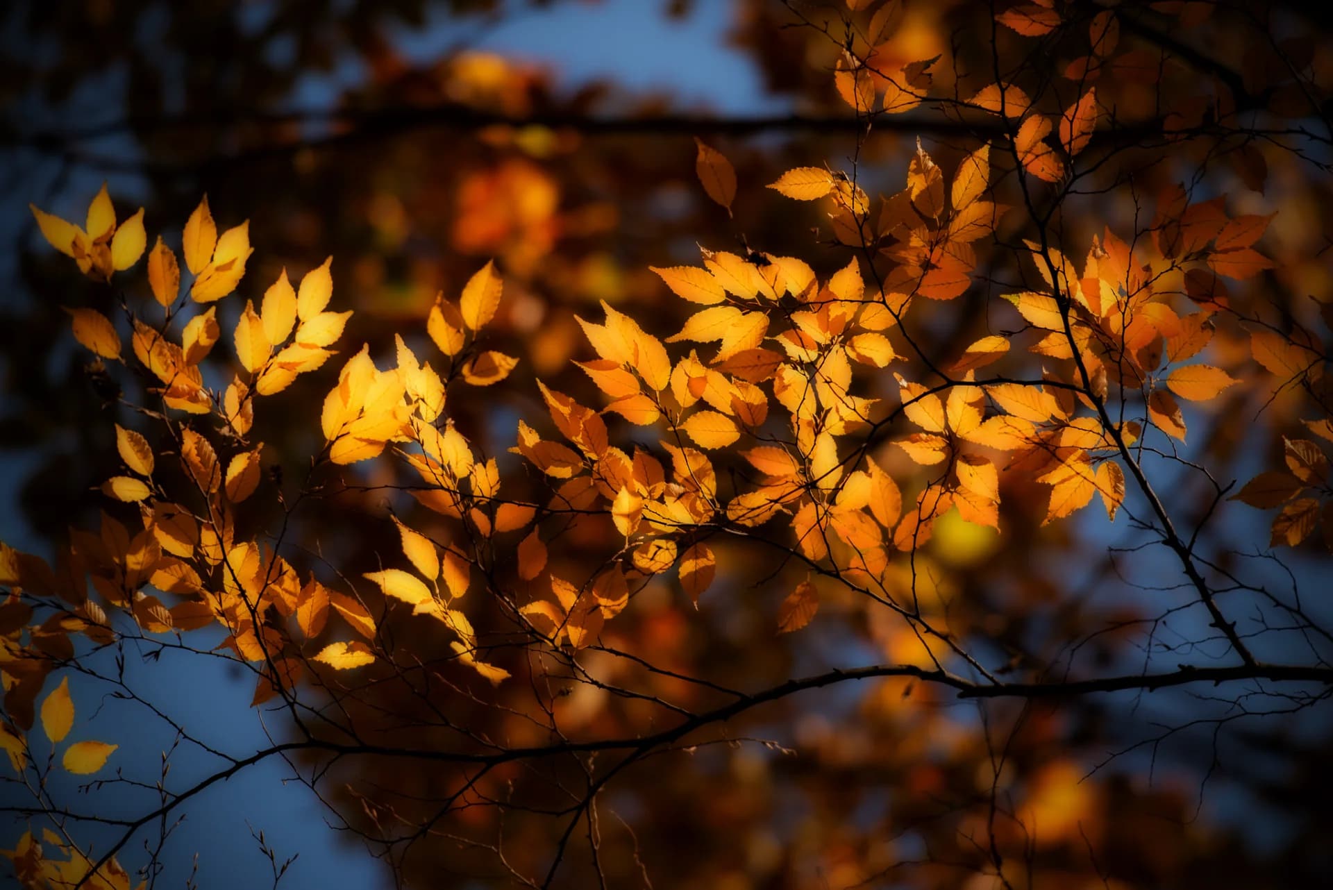 Japanese Fall