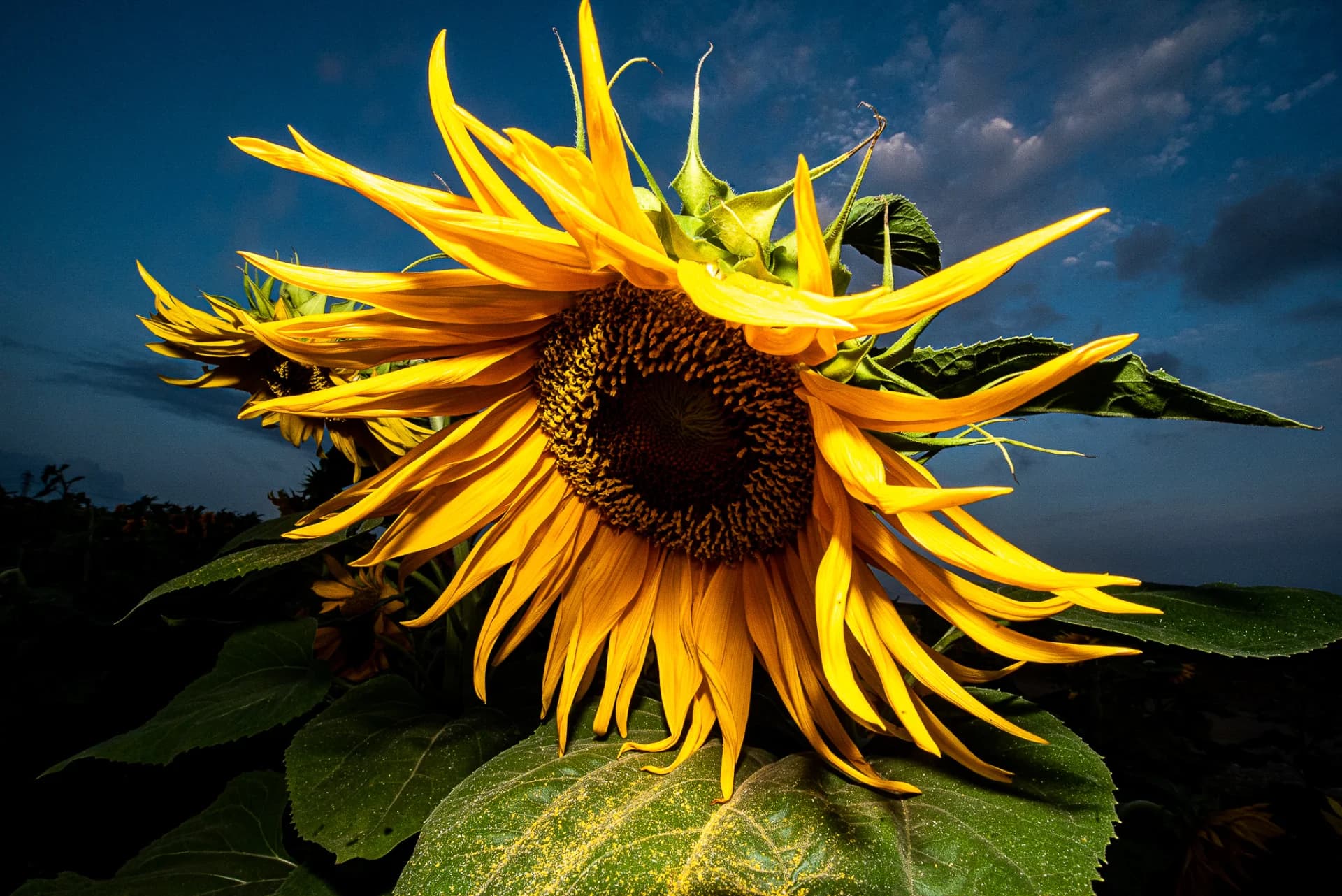 Sunflower Before the Storm