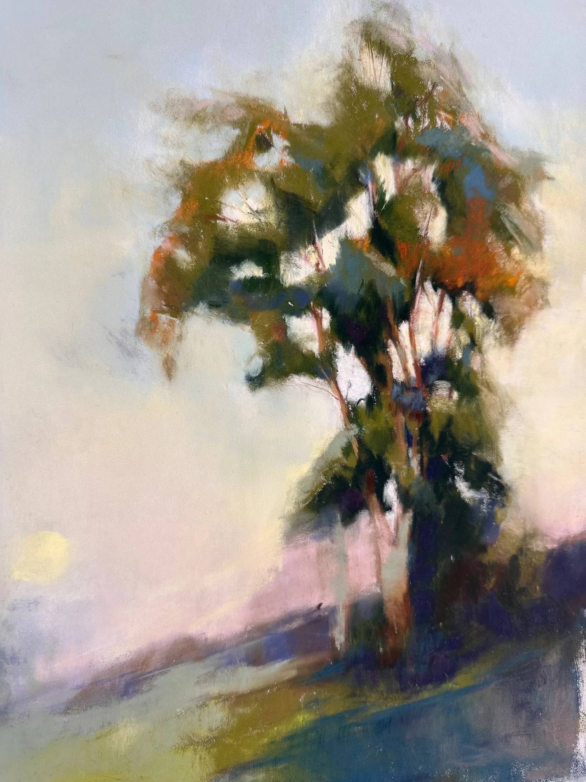 Eucalyptus at Sunset