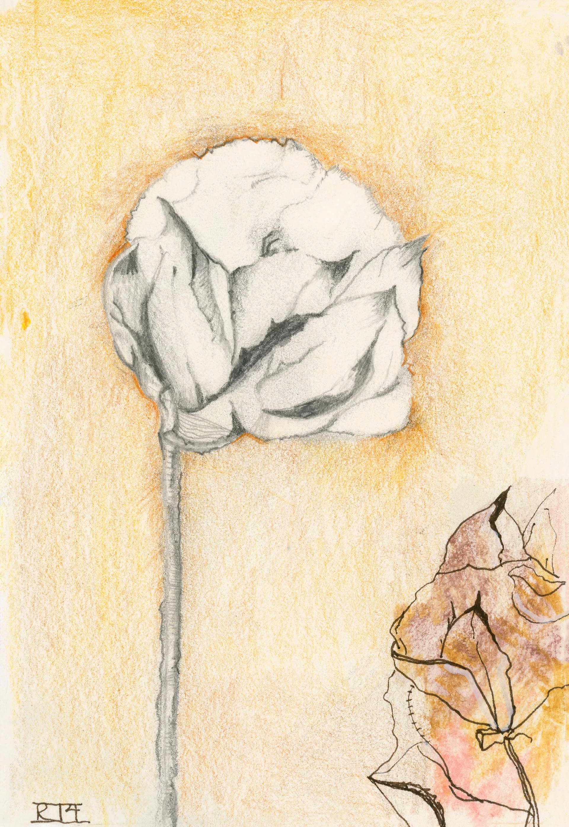Cotton