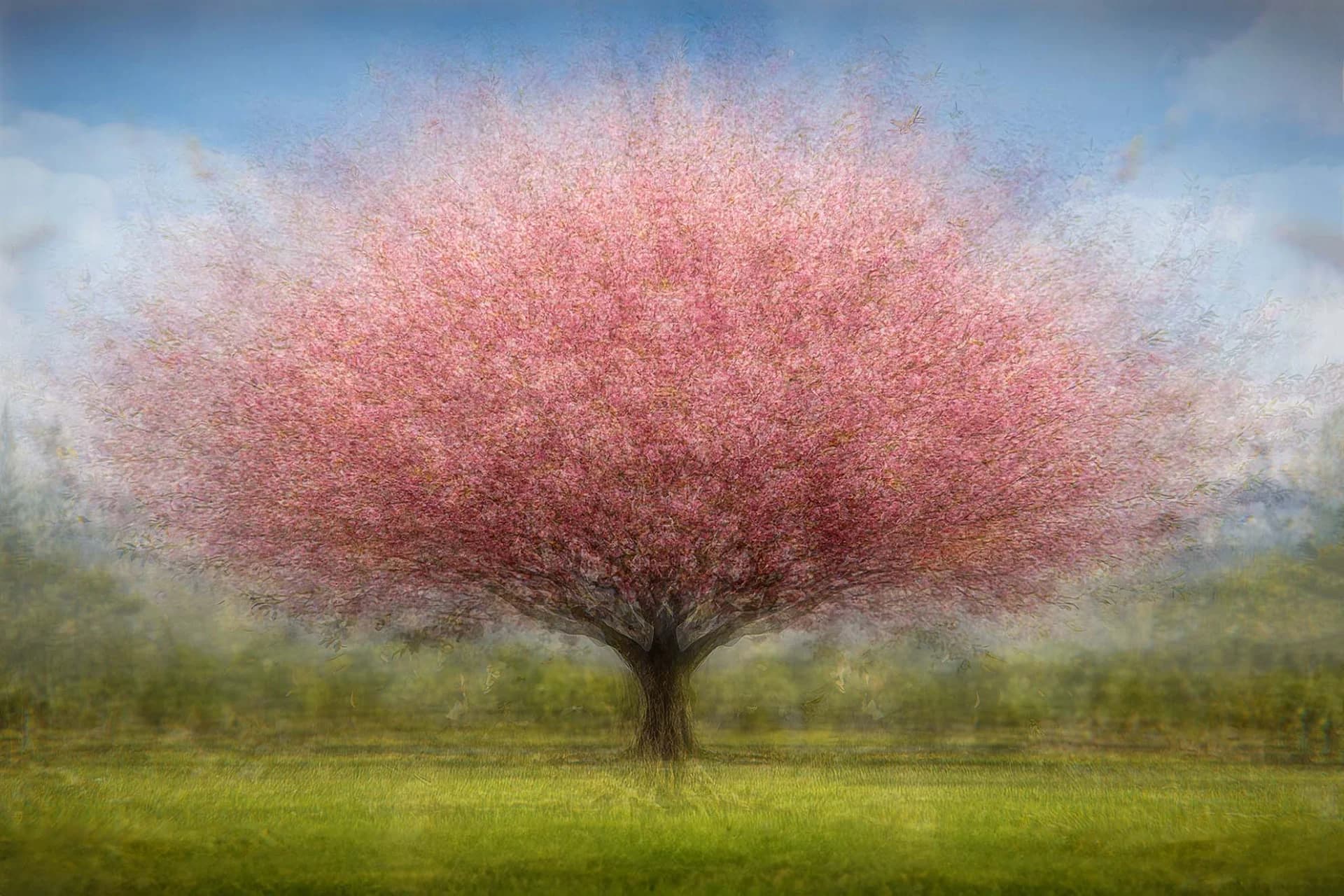 Breath of the Cherry Tree