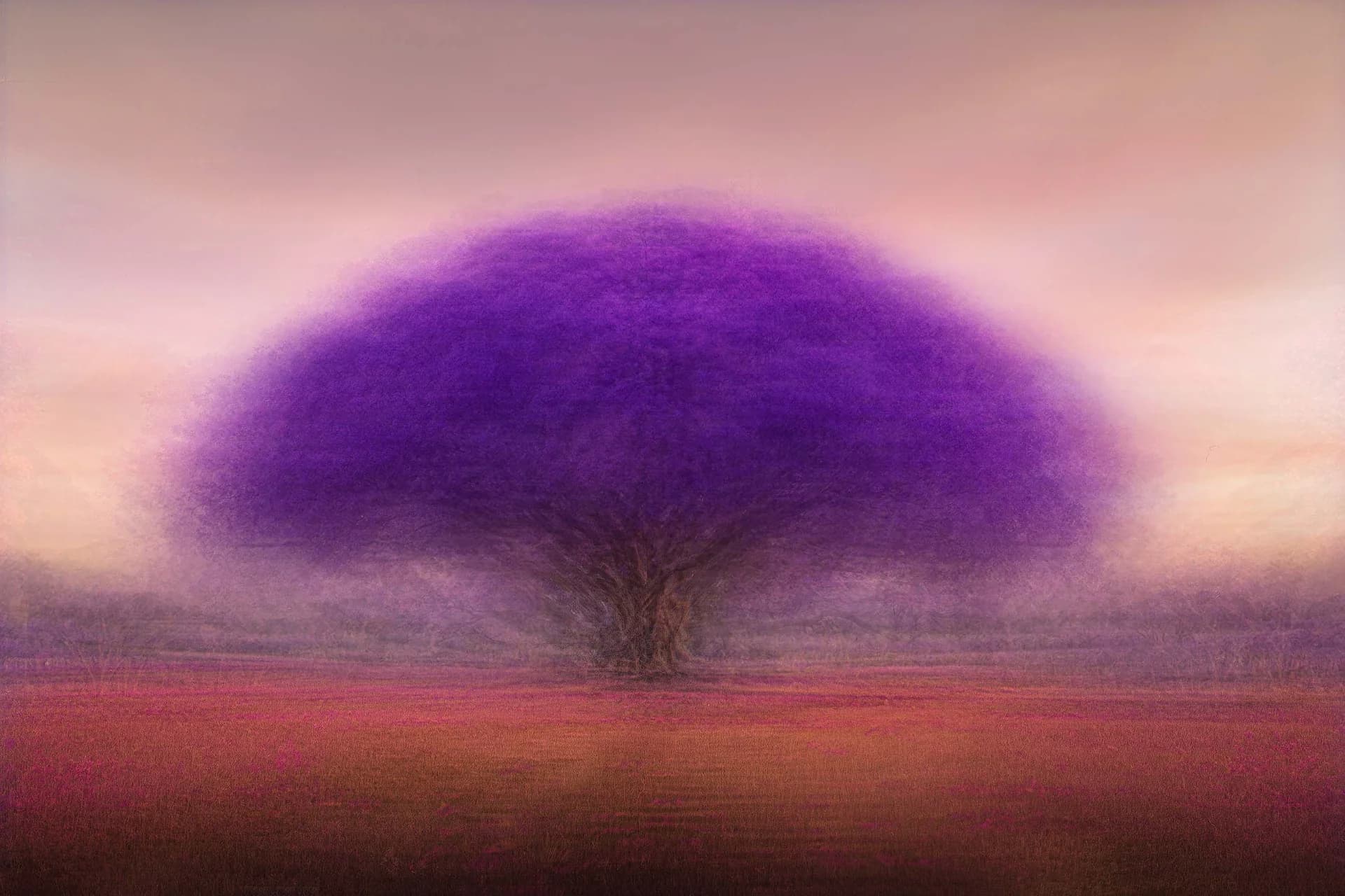 Blooming purple heart