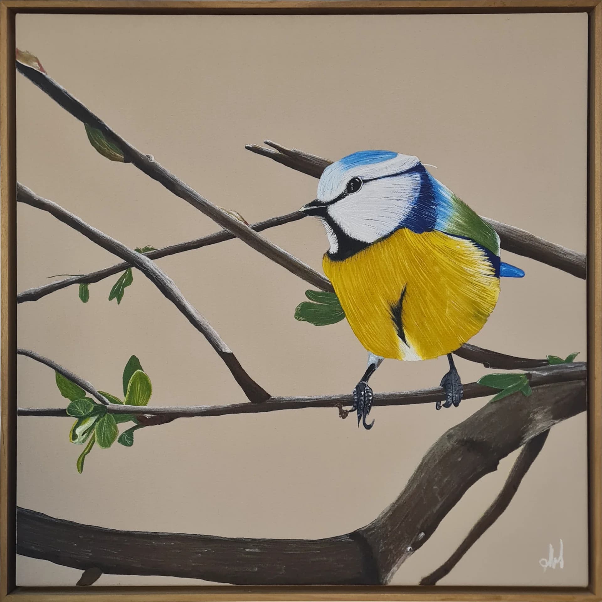 Blue Tit