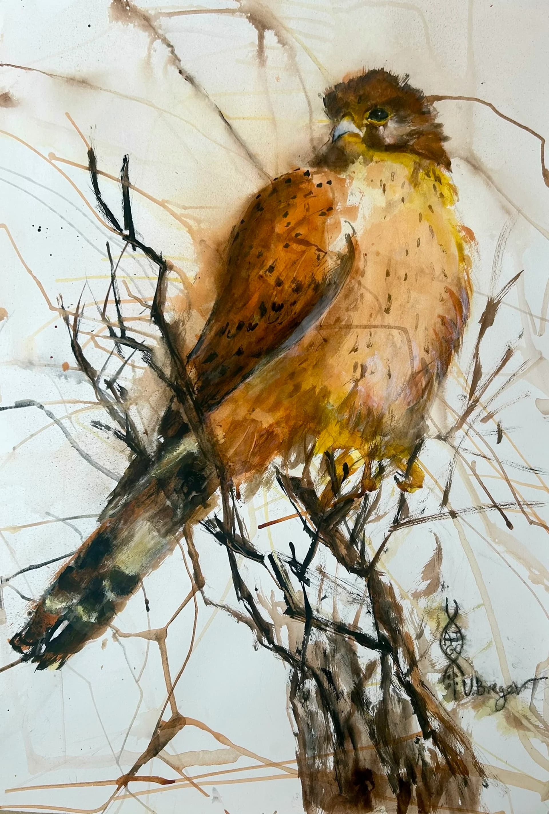 Kestrel on a tree