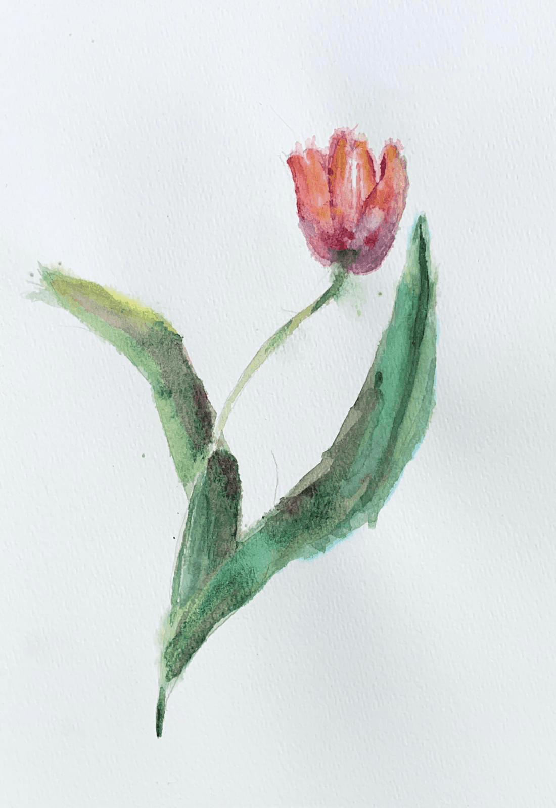 Blush Tulip Study