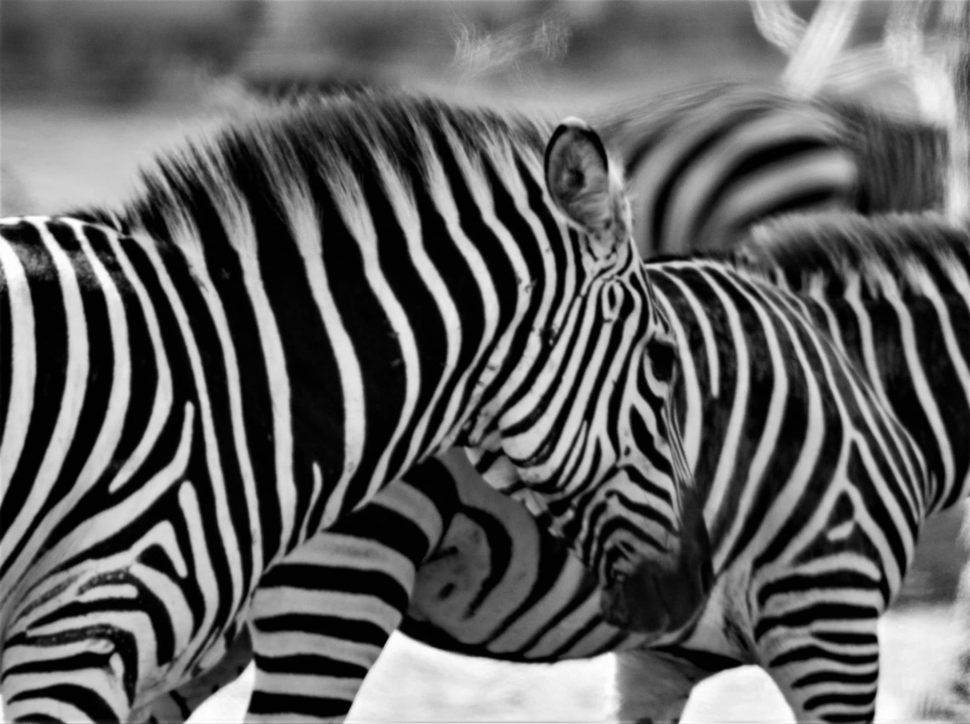 Rhythm of Stripes