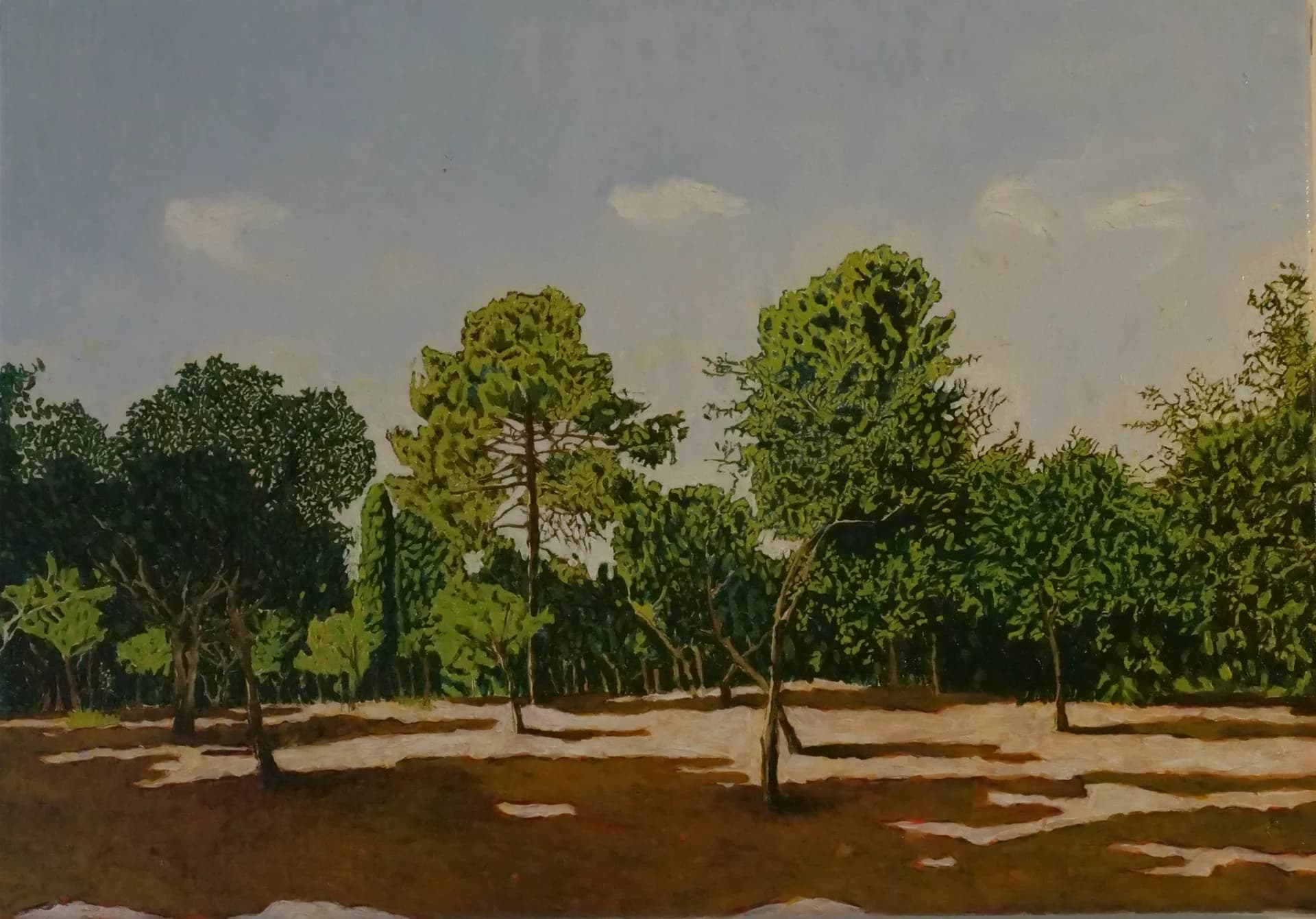 Winter Light in Pines