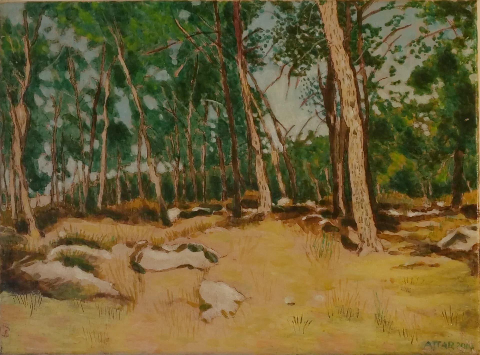 Sunlit Pine Grove