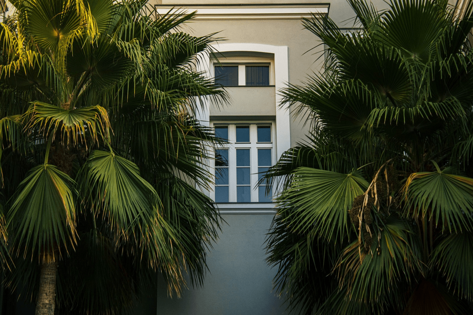 Framed by Palms