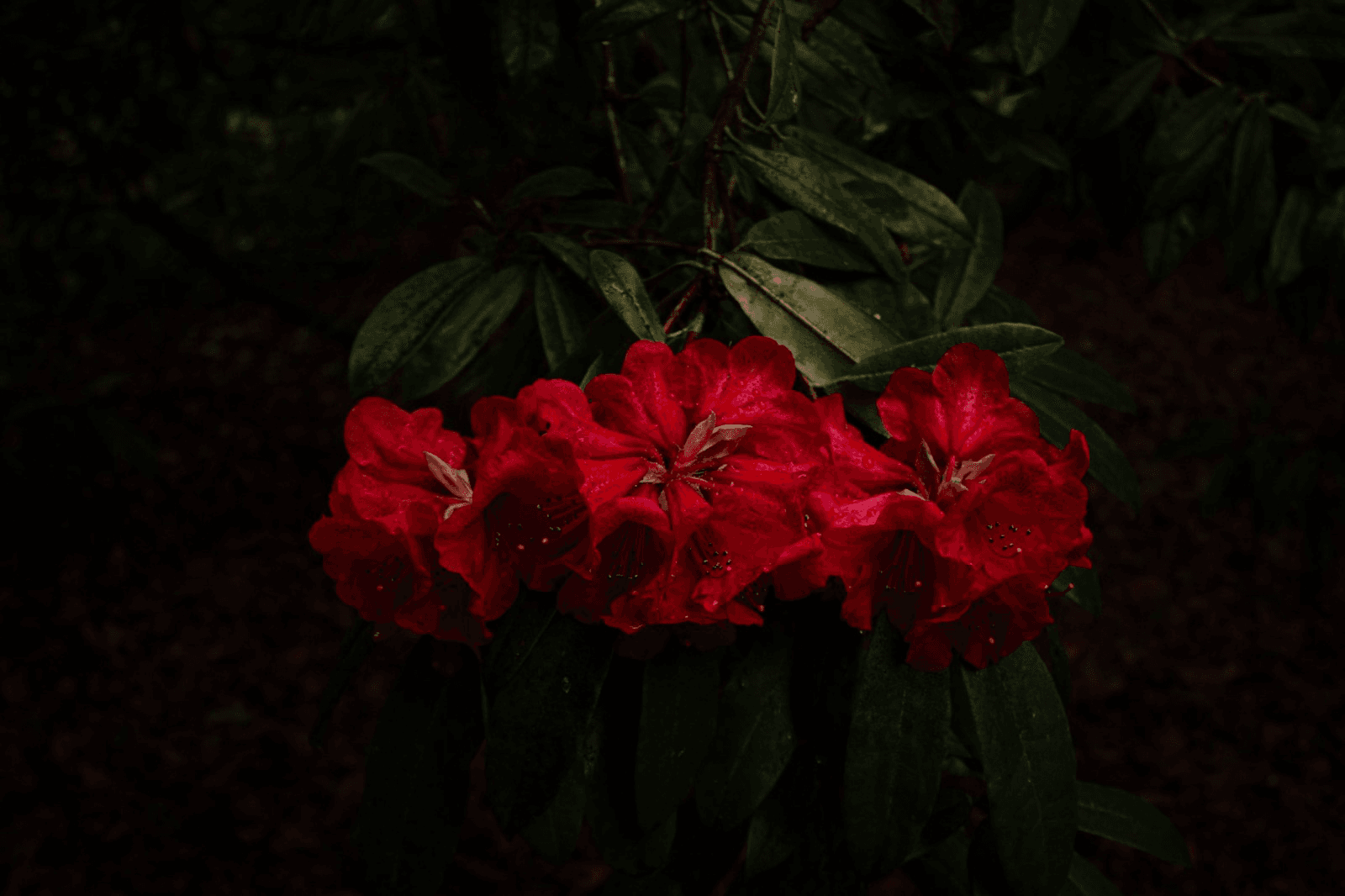 Crimson Bloom Nocturne