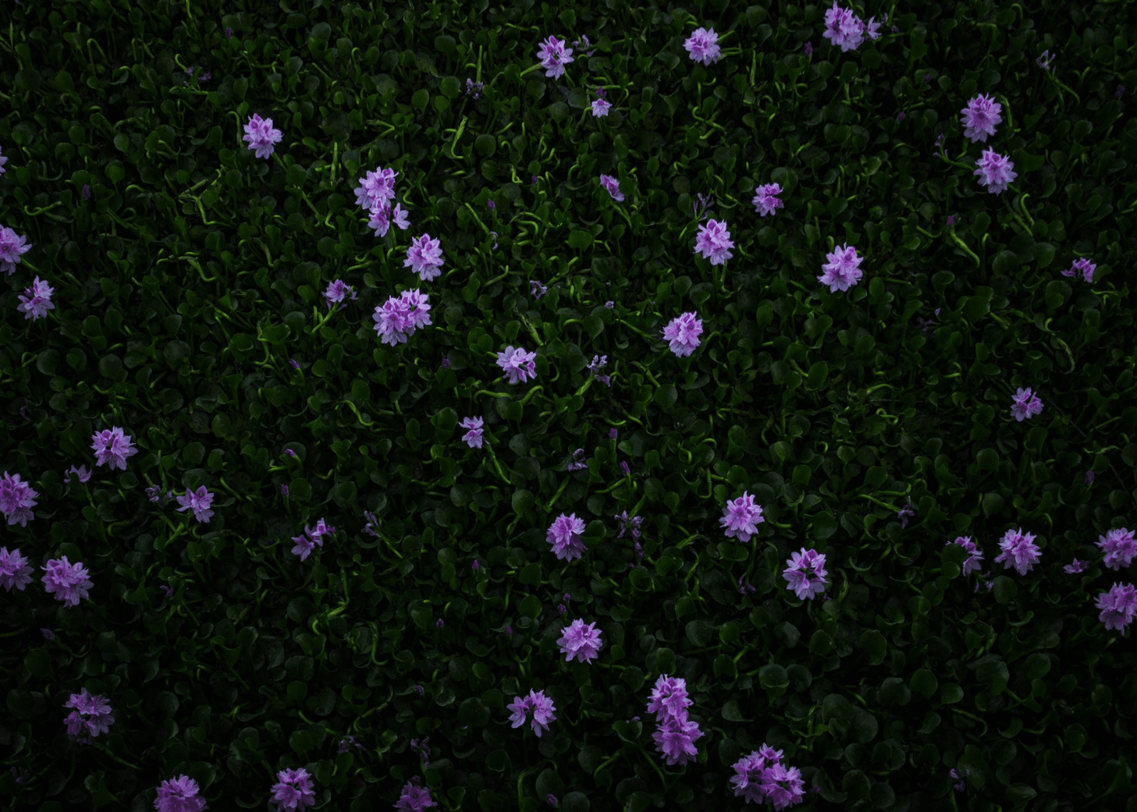 Nocturne in Bloom