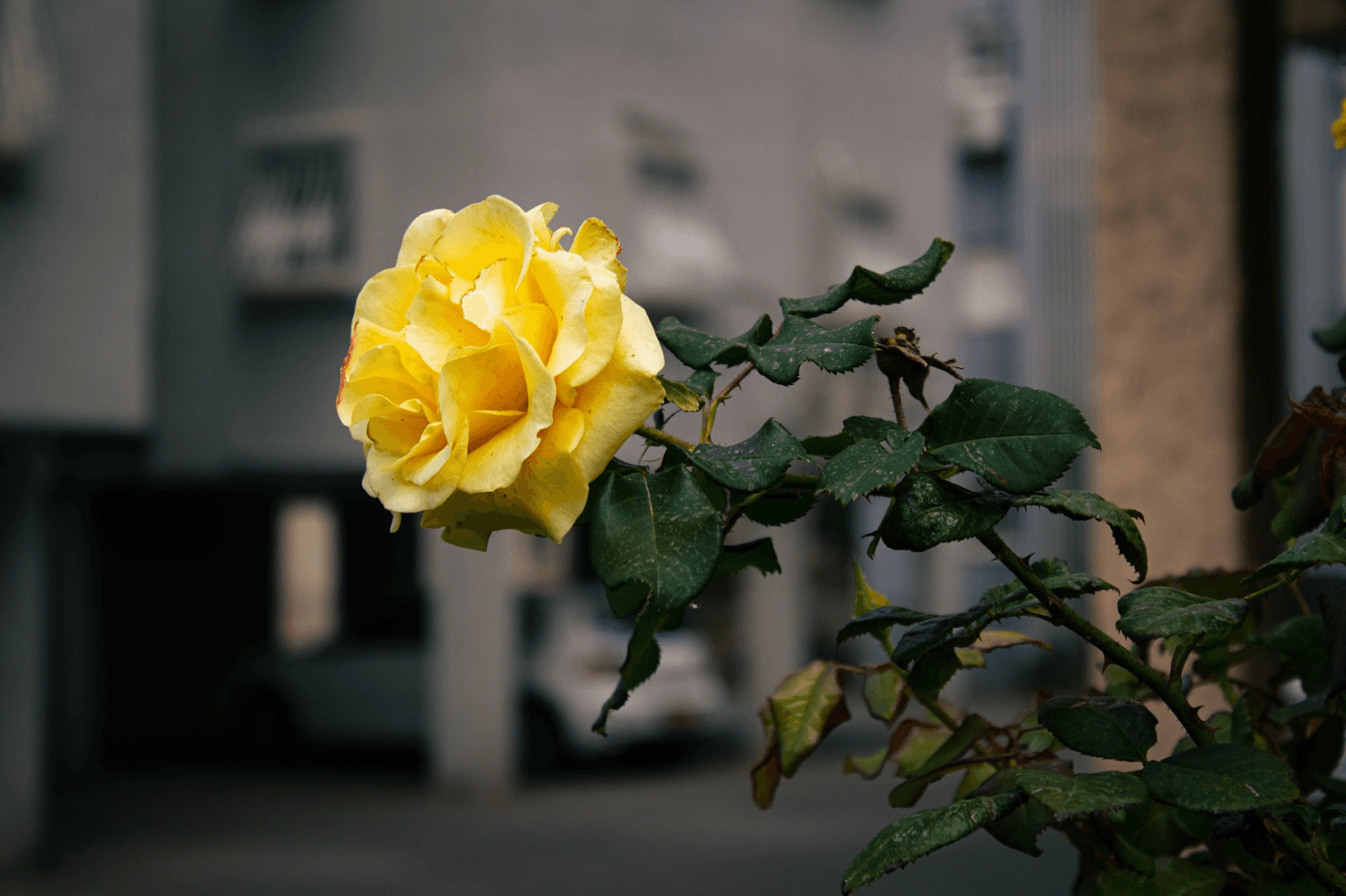 Urban Yellow Bloom