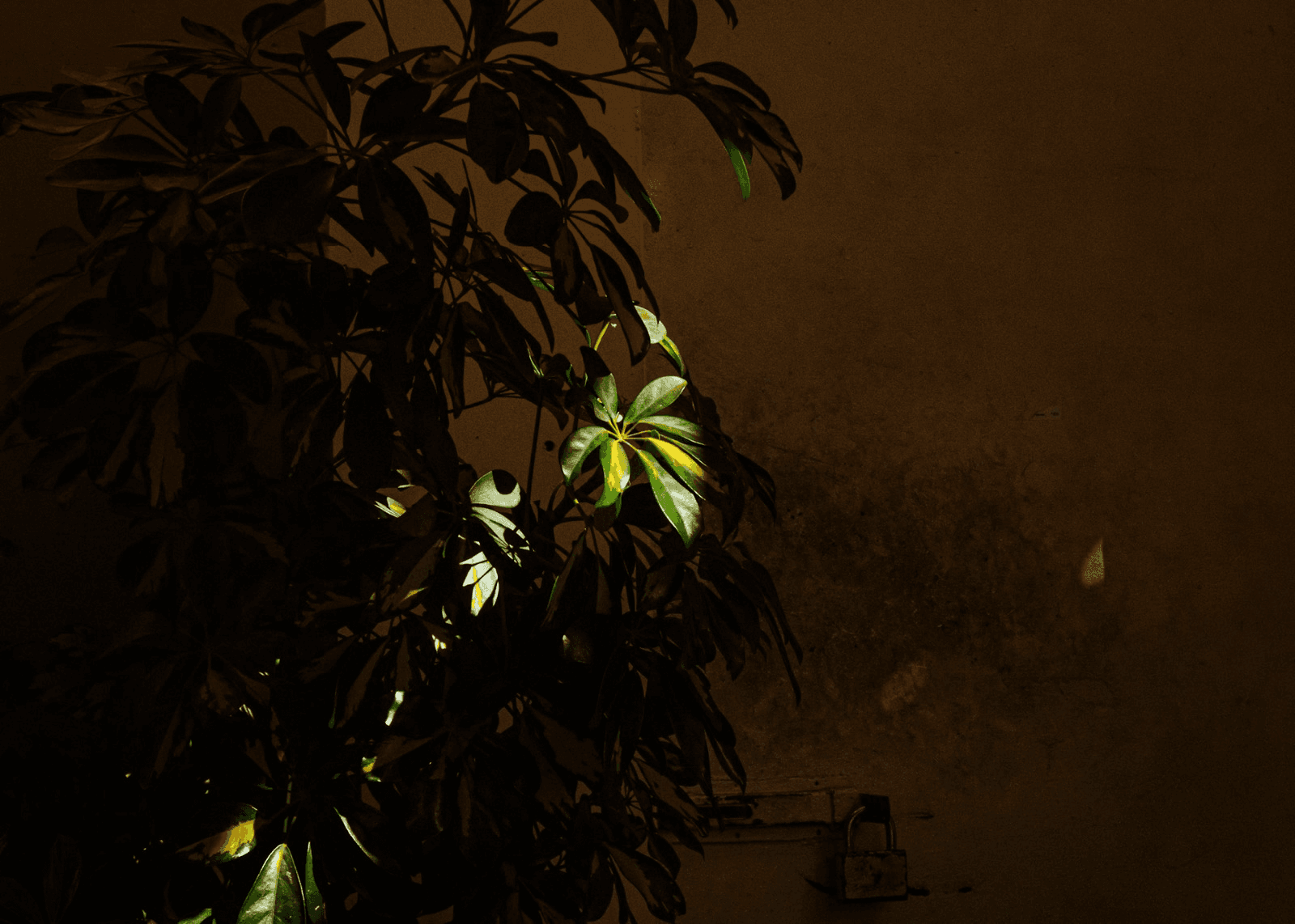 Nocturne with Leaves