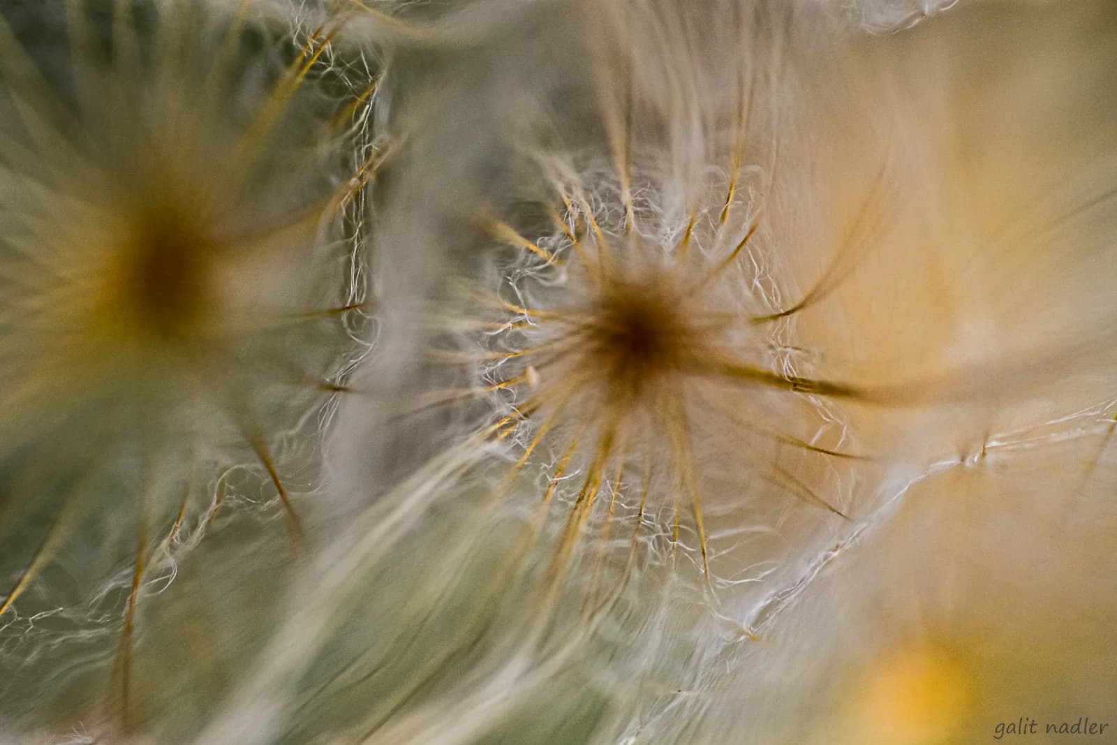 connective tissue