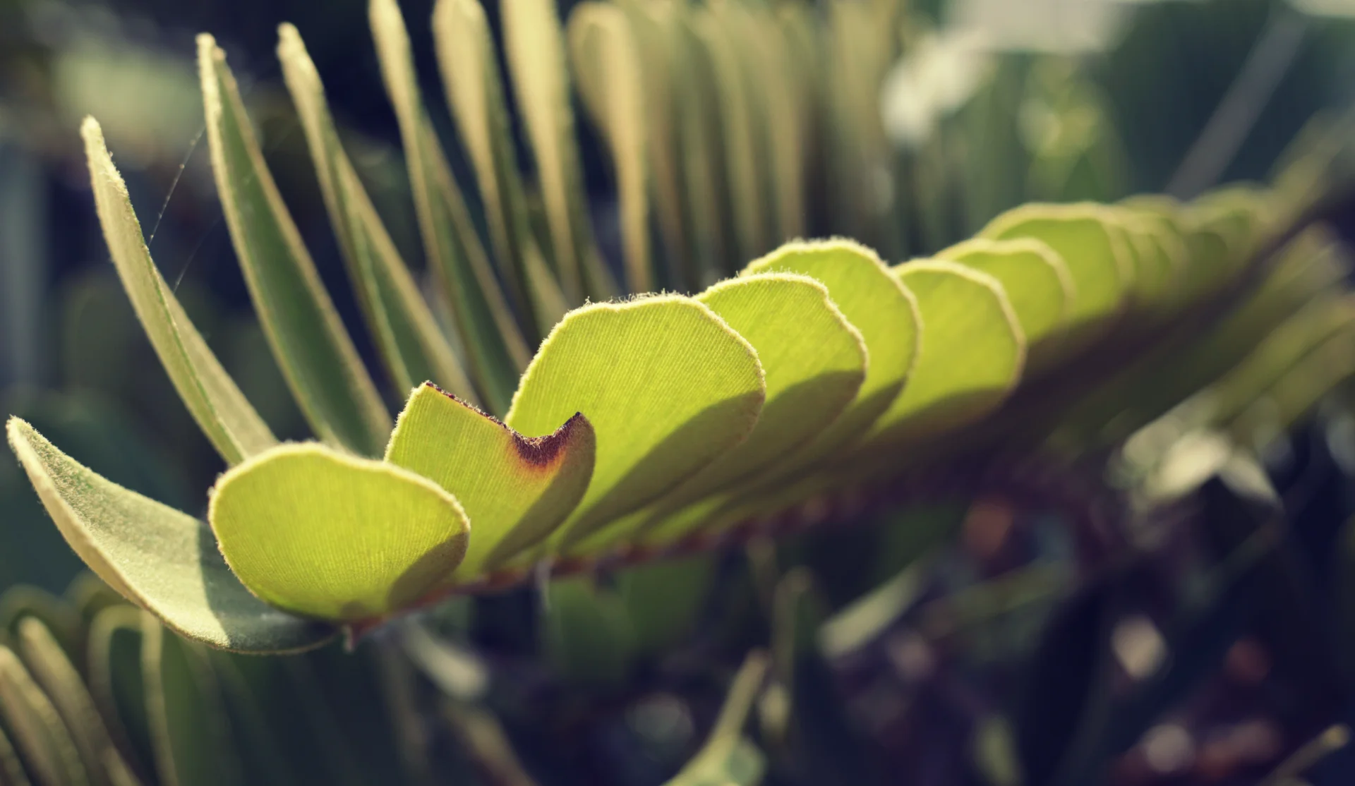 Green Harmony