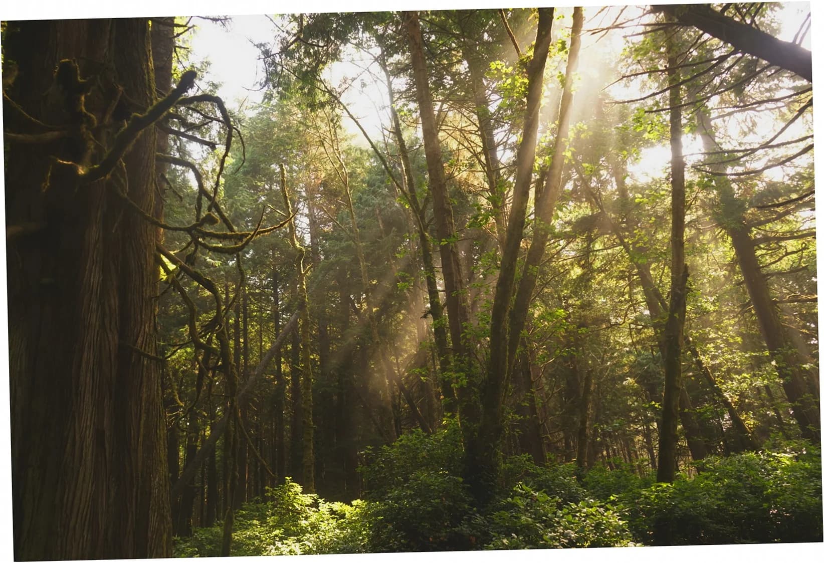 Forest Lightfall