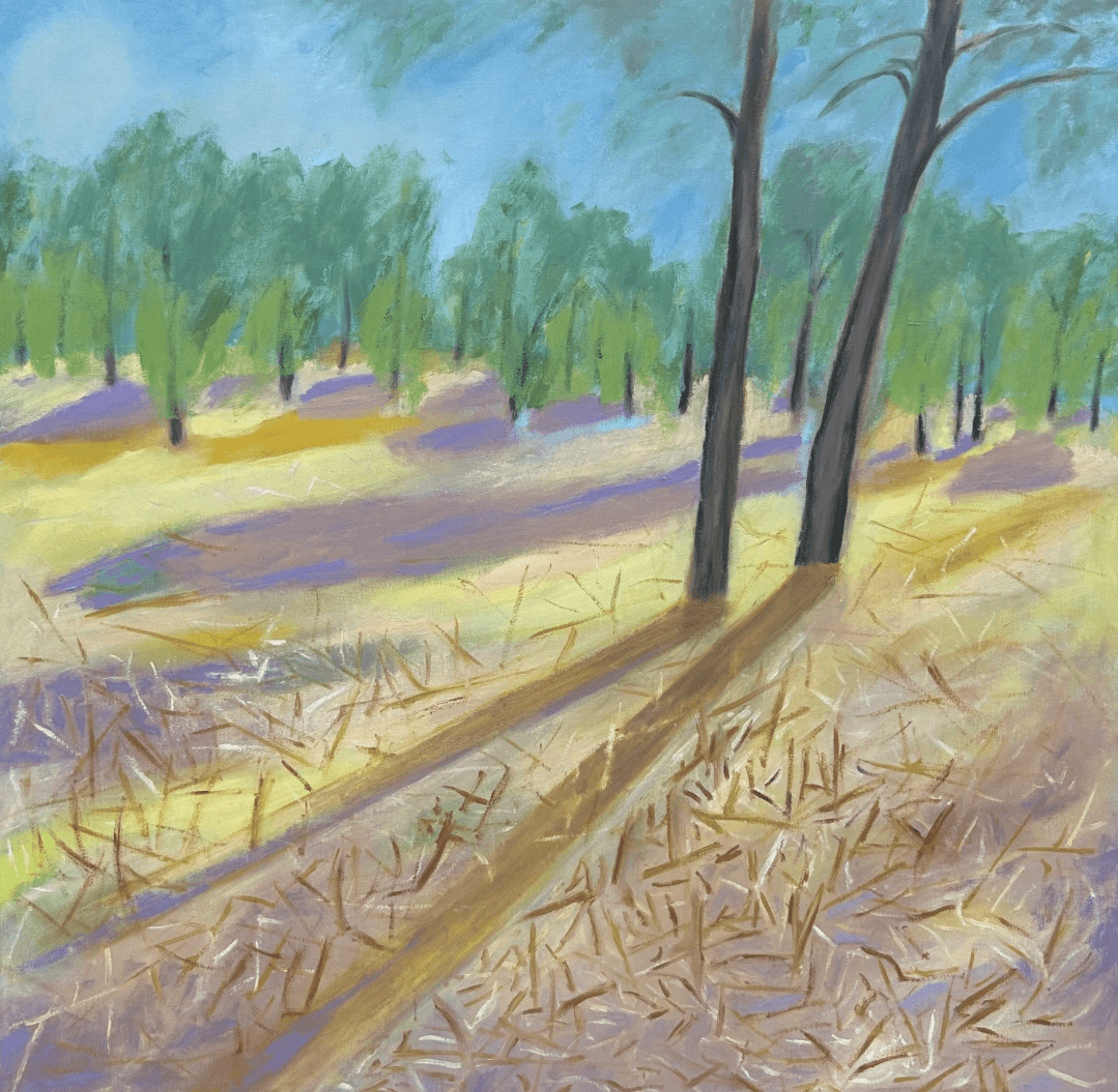 Winter Light Through Pines